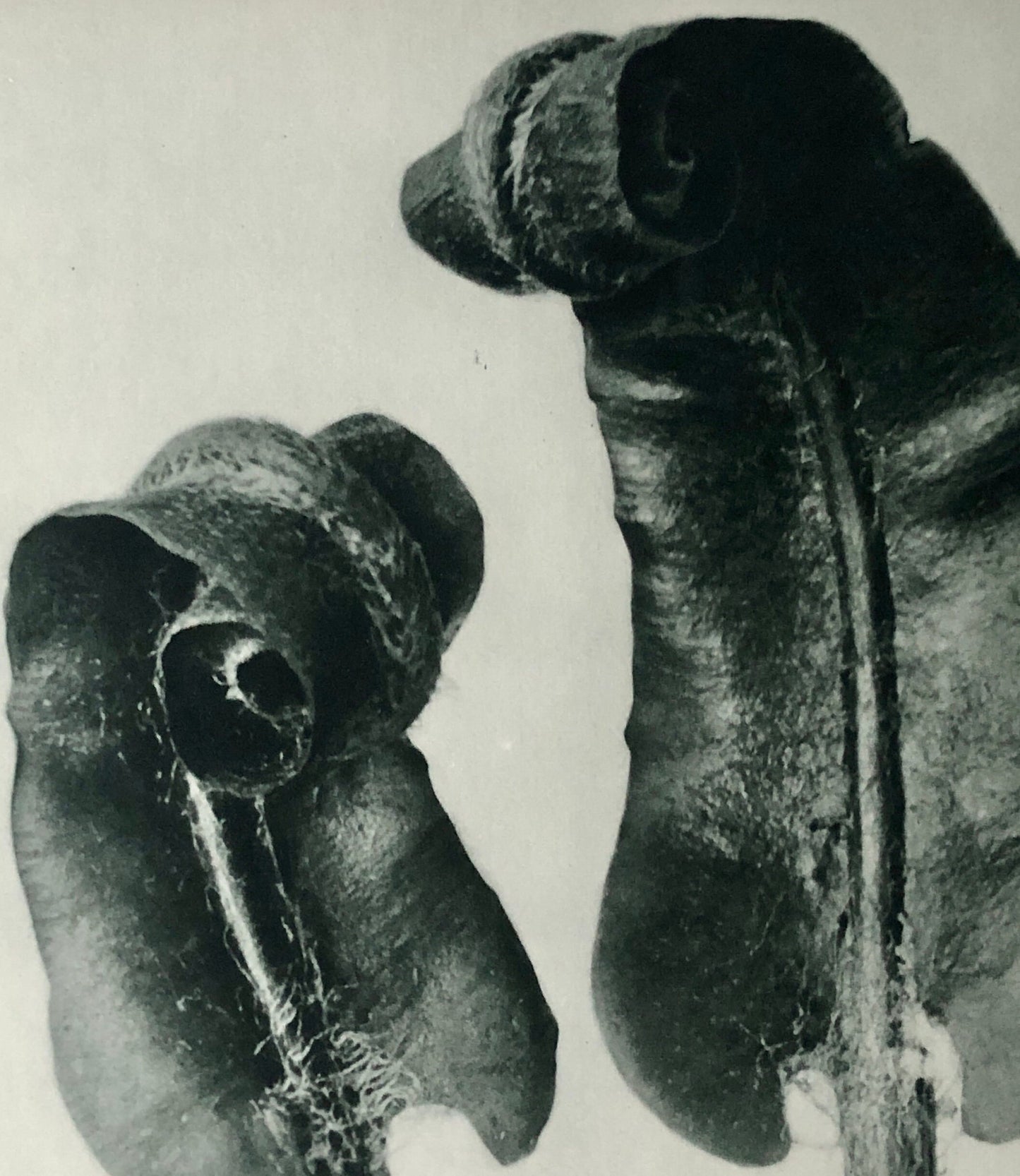 An Original Photogravure by Karl Blossfeldt. Scolopendrium vulgare. Hart’s-tongue-Fern. 1930’s. Size with mount: 50 x 39.7 cms.