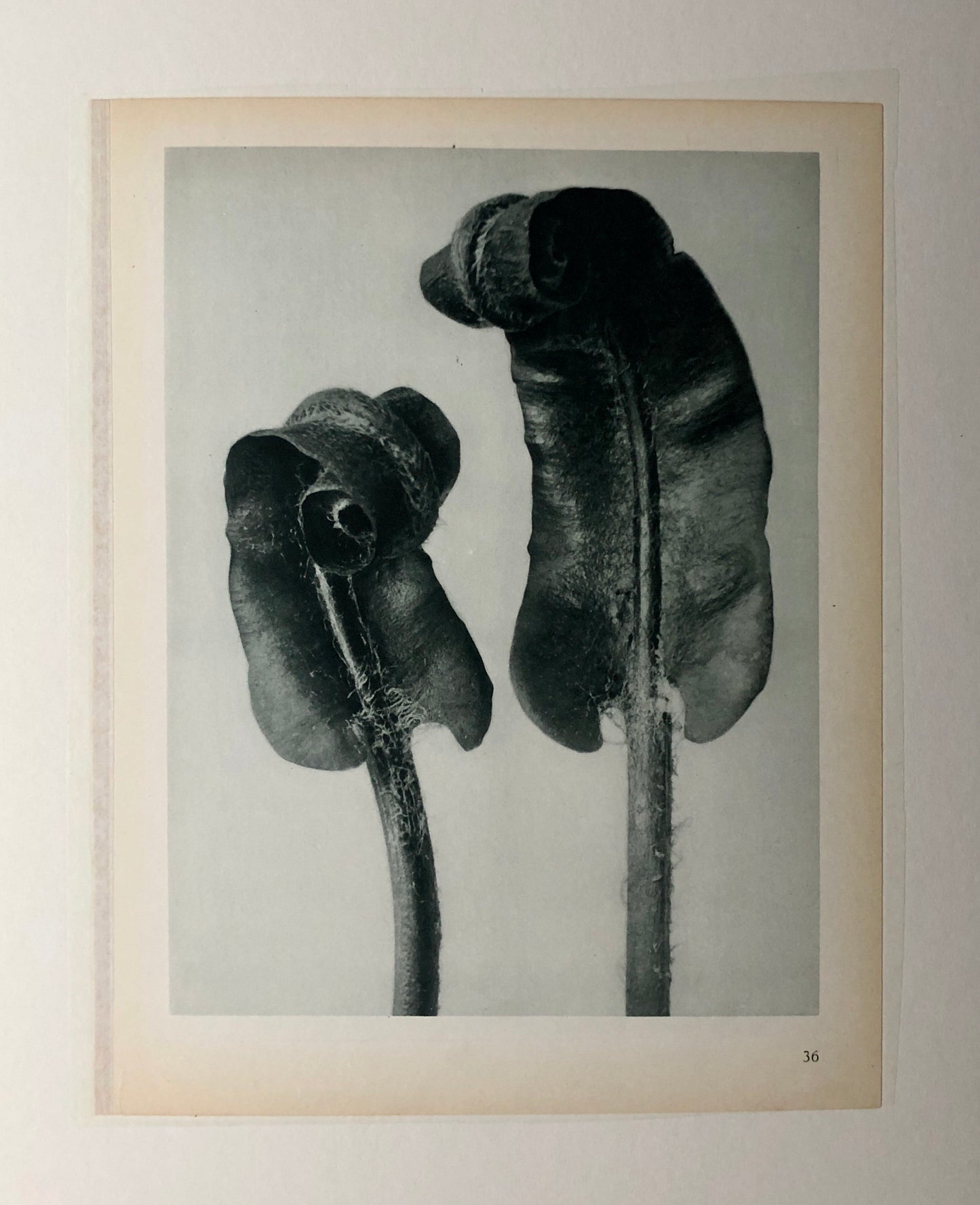 An Original Photogravure by Karl Blossfeldt. Scolopendrium vulgare. Hart’s-tongue-Fern. 1930’s. Size with mount: 50 x 39.7 cms.