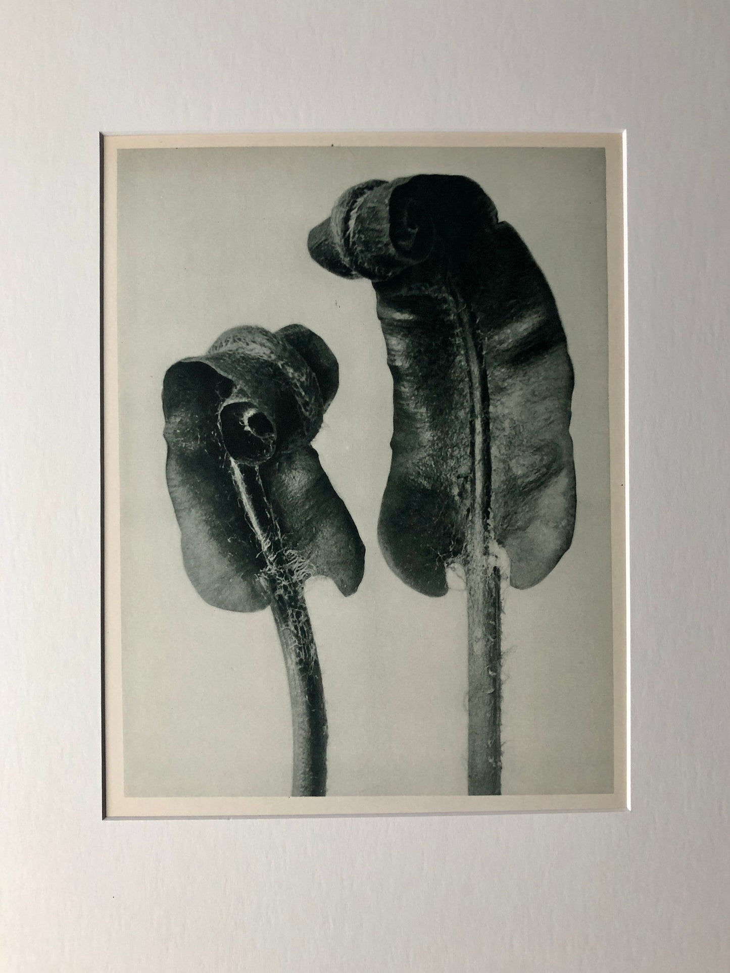 An Original Photogravure by Karl Blossfeldt. Scolopendrium vulgare. Hart’s-tongue-Fern. 1930’s. Size with mount: 50 x 39.7 cms.