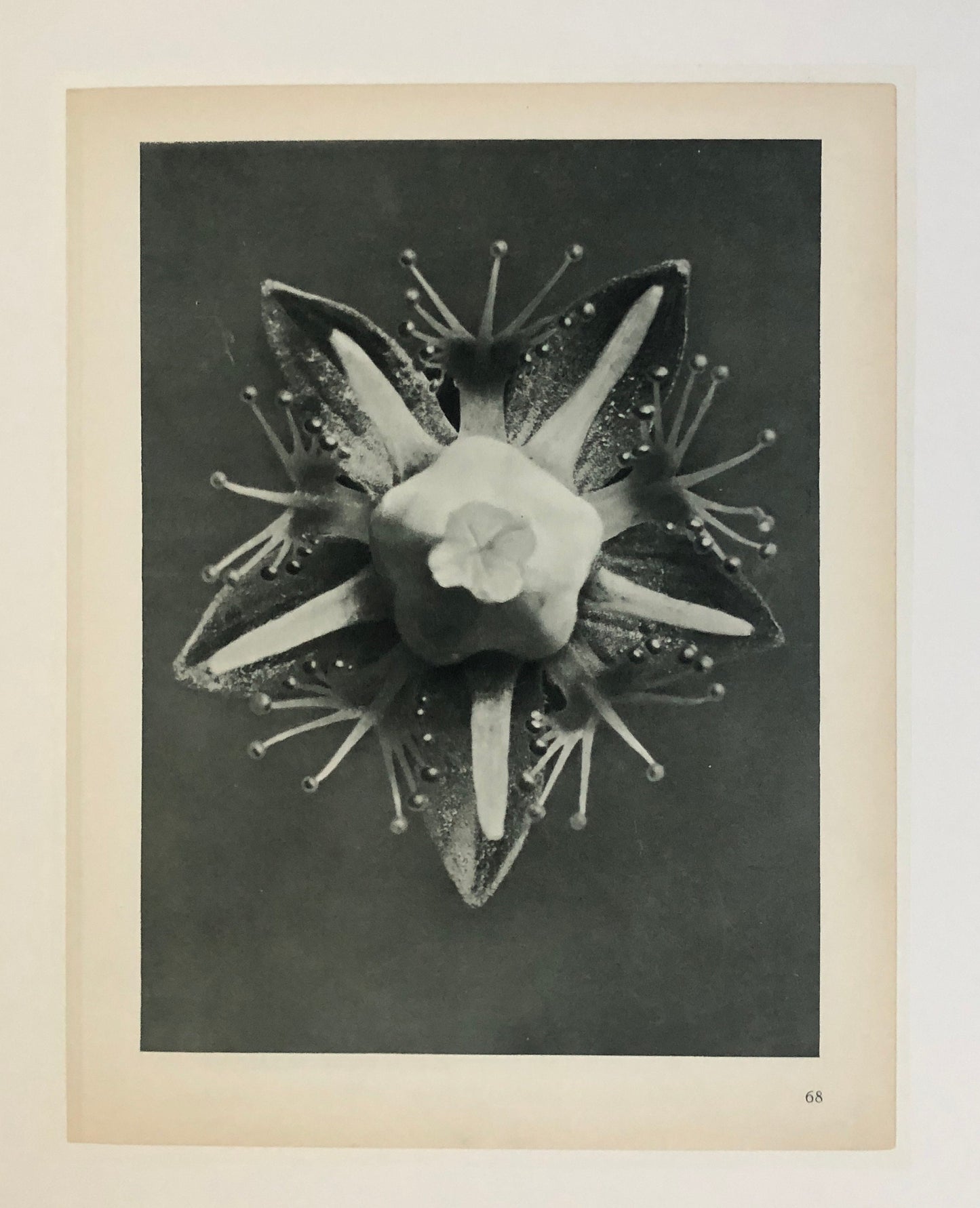 An Original Photograveure by Karl Blossfeldt. Parnassia palustris. Common Grass-of-Parnassian. 1930’s. Size with mount: 50 x 39.7 cms.