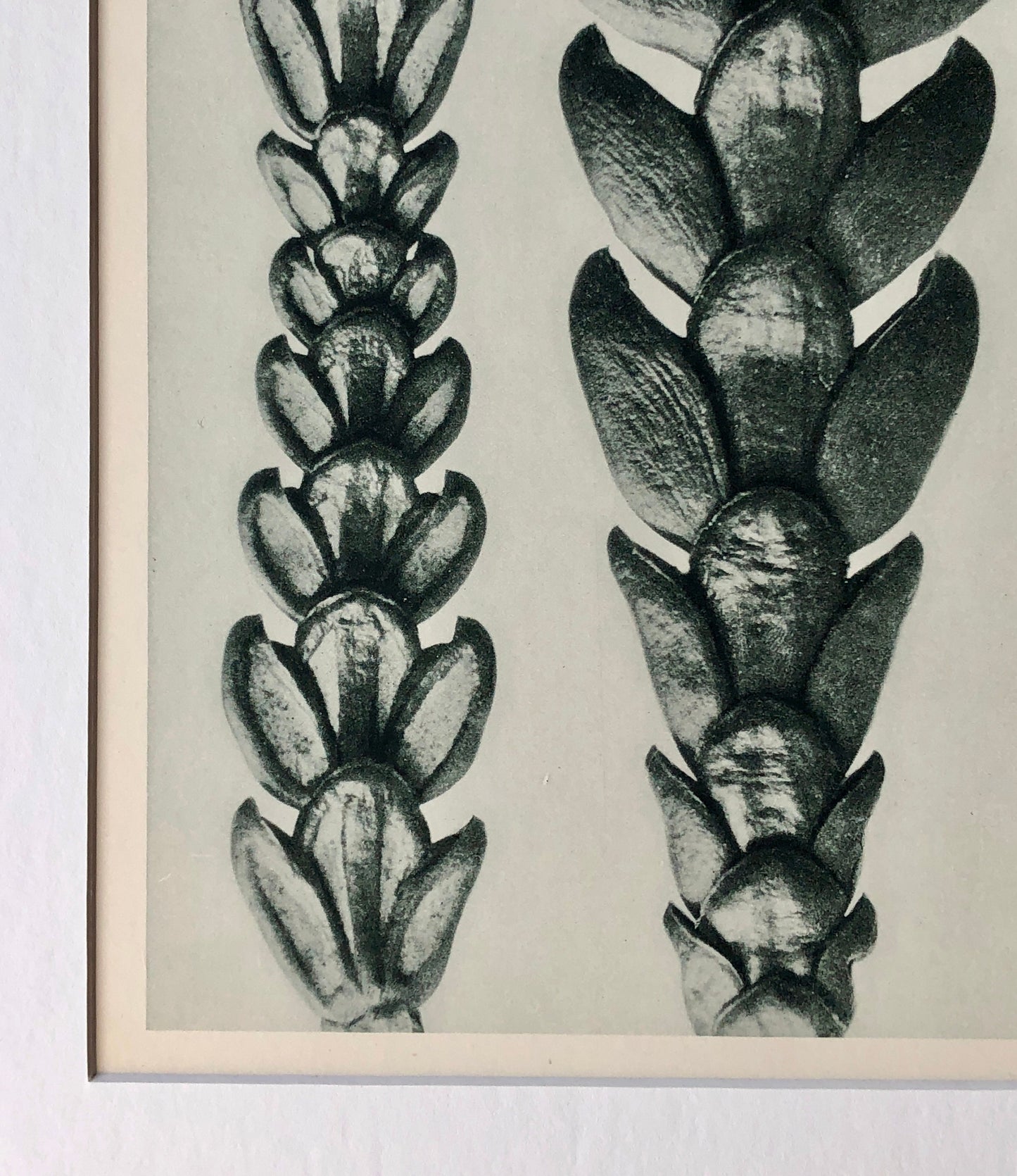 An Original Photogravure by Karl Blossfeldt. Thujopsis dolabrata. False Arbor Vitae. 1930’s. Size with mount: 50 x 39.7 cms.