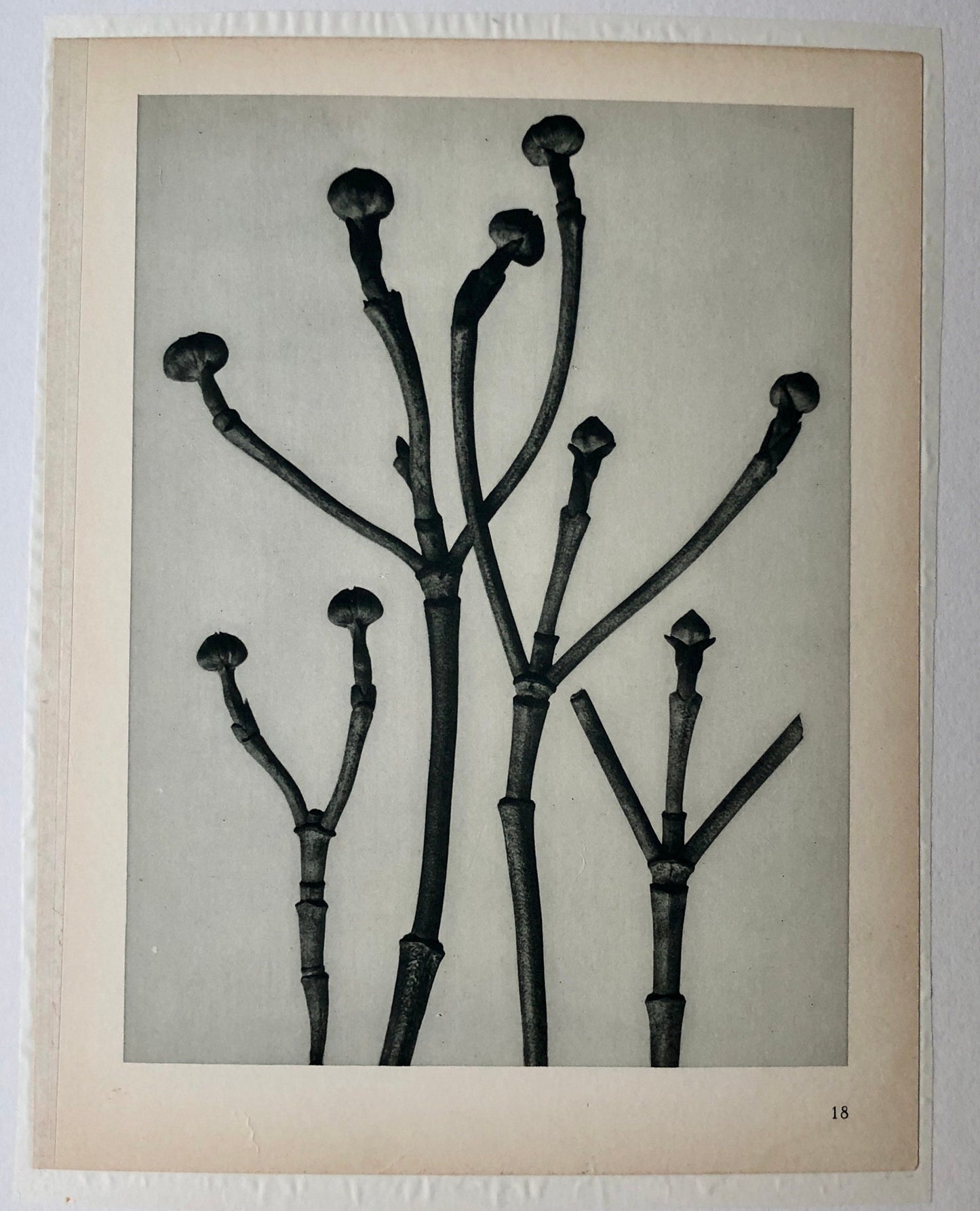 An Original Photogravure by Karl Blossfeldt. Cornus Florida. Flowering Dogwood. 1930’s. Size with mount: 50 x 39.7 cms.