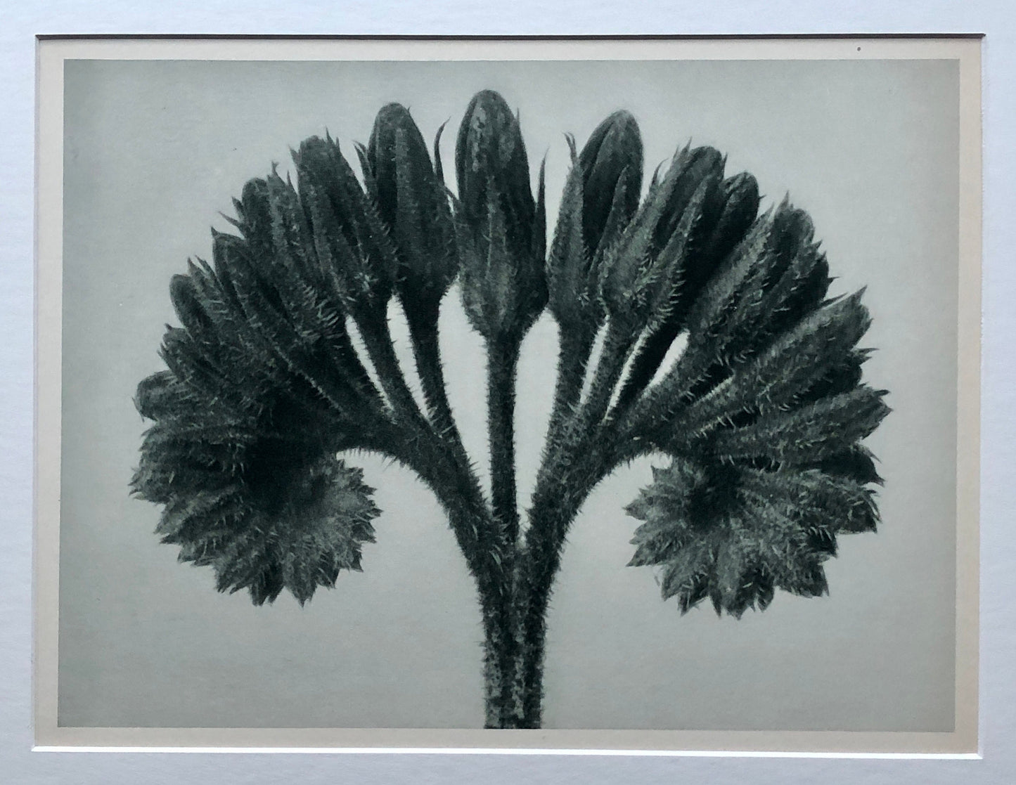 An Original Photogravure by Karl Blossfeldt. Symphytum officials. Common Comfrey. 1930’s. Size with mount: 50 x 39.7 cms.