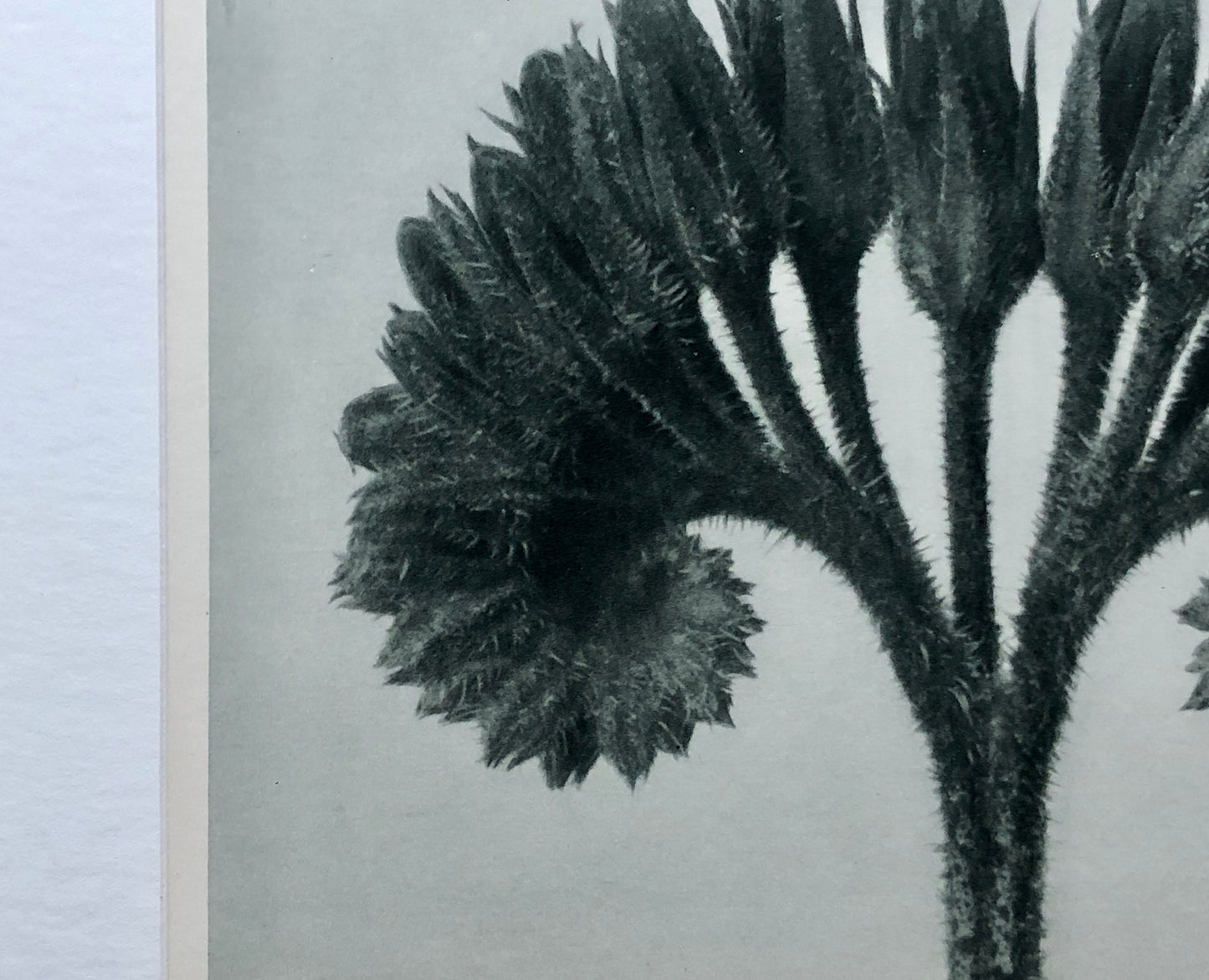 An Original Photogravure by Karl Blossfeldt. Symphytum officials. Common Comfrey. 1930’s. Size with mount: 50 x 39.7 cms.
