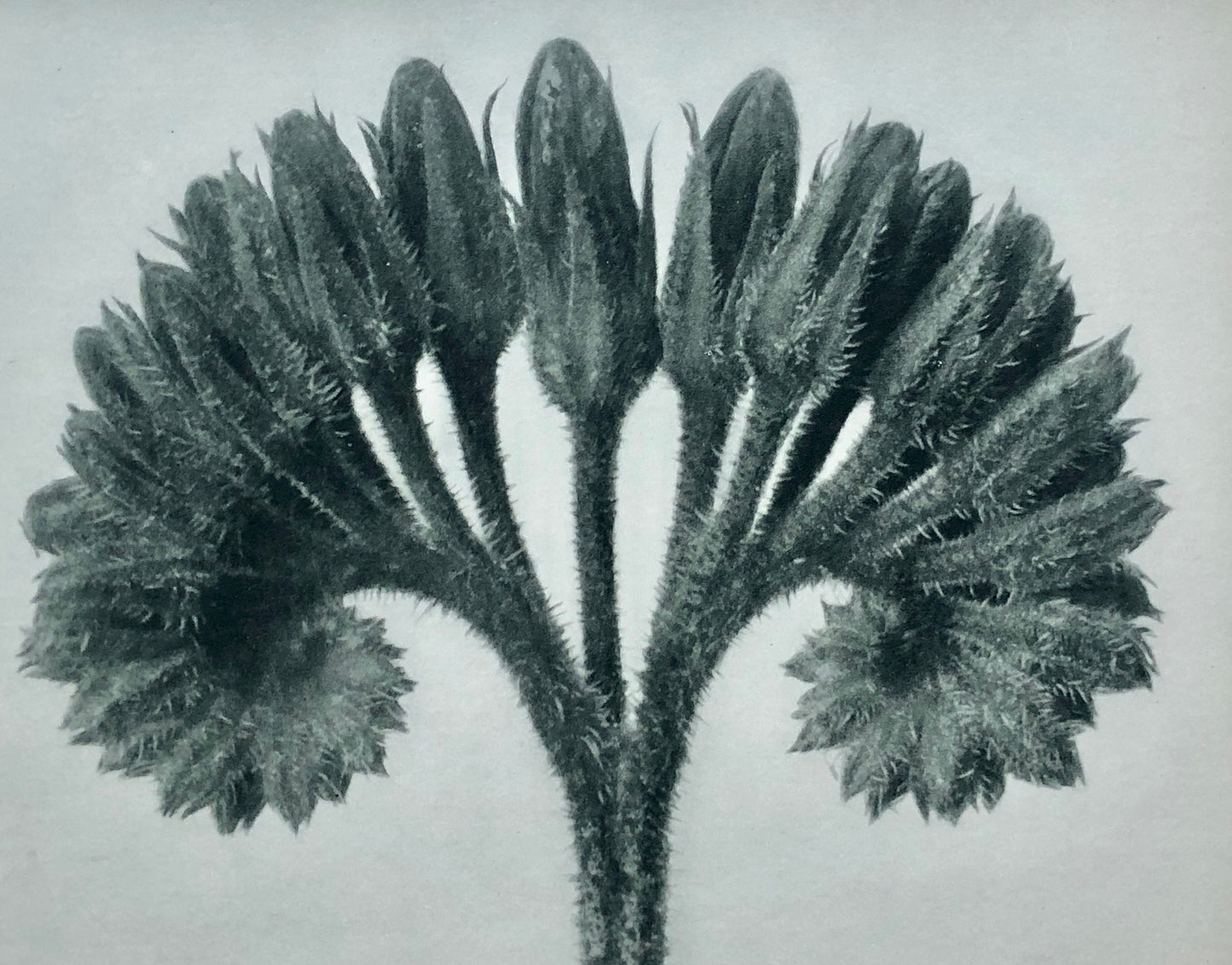 An Original Photogravure by Karl Blossfeldt. Symphytum officials. Common Comfrey. 1930’s. Size with mount: 50 x 39.7 cms.