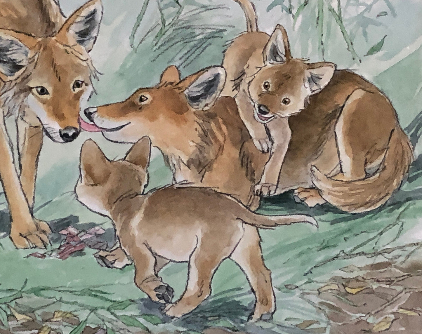 An Original Artwork by Barbra Firth for Walker Books. We Heard The Coyotes Sing. Watercolour. Size: 30.5 x 61 cms.