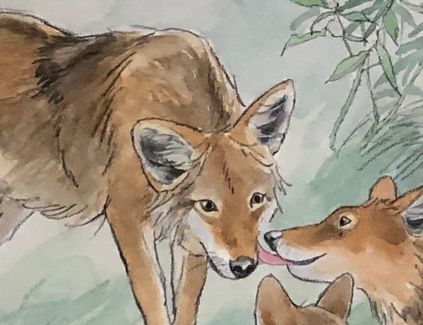 An Original Artwork by Barbra Firth for Walker Books. We Heard The Coyotes Sing. Watercolour. Size: 30.5 x 61 cms.