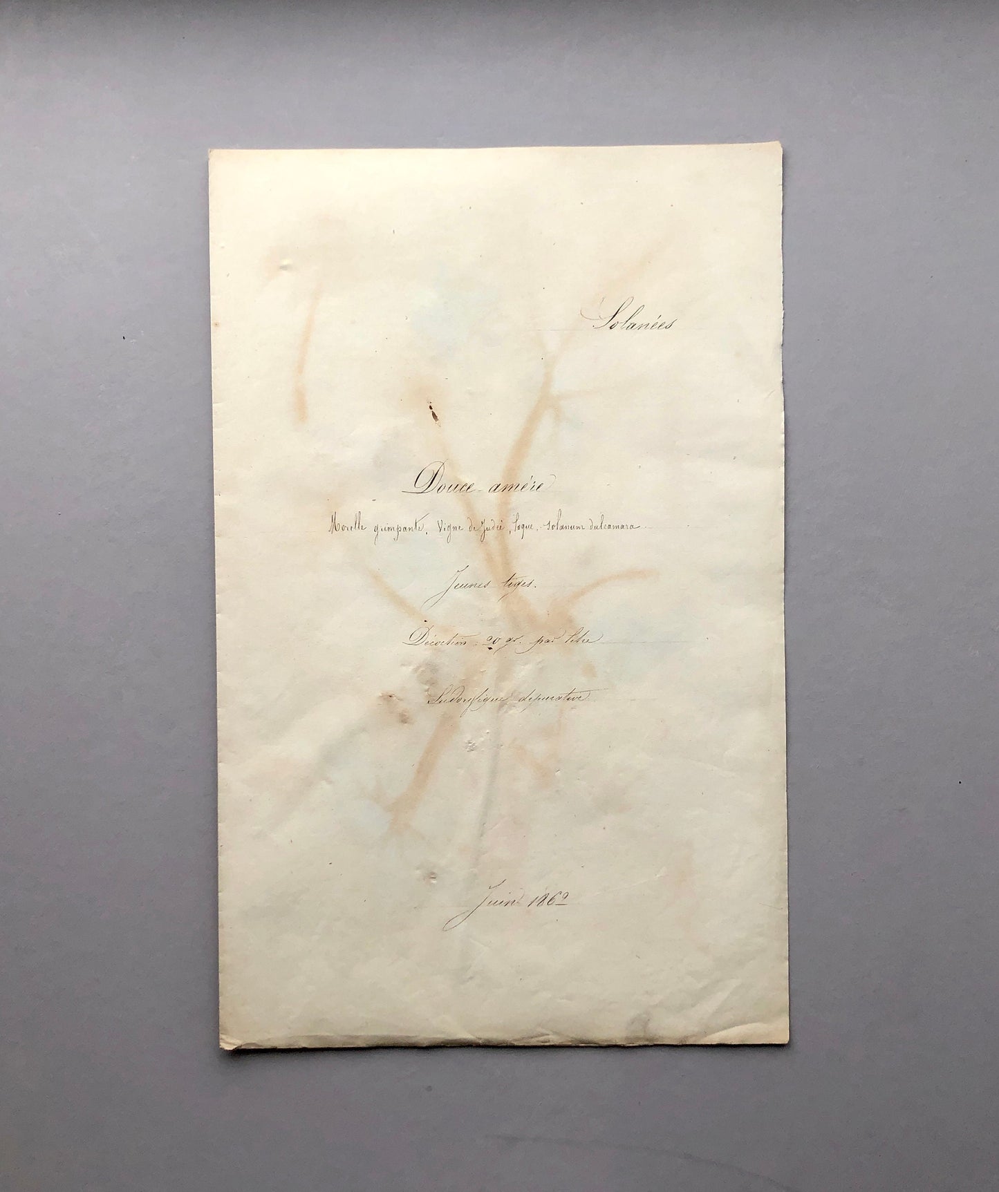 Bittersweet. Pressed Flowers. A Genuine Antique French Herbier. With Beautiful Script. Late 19th Century. Size: 40.4 x 24.2 cms.