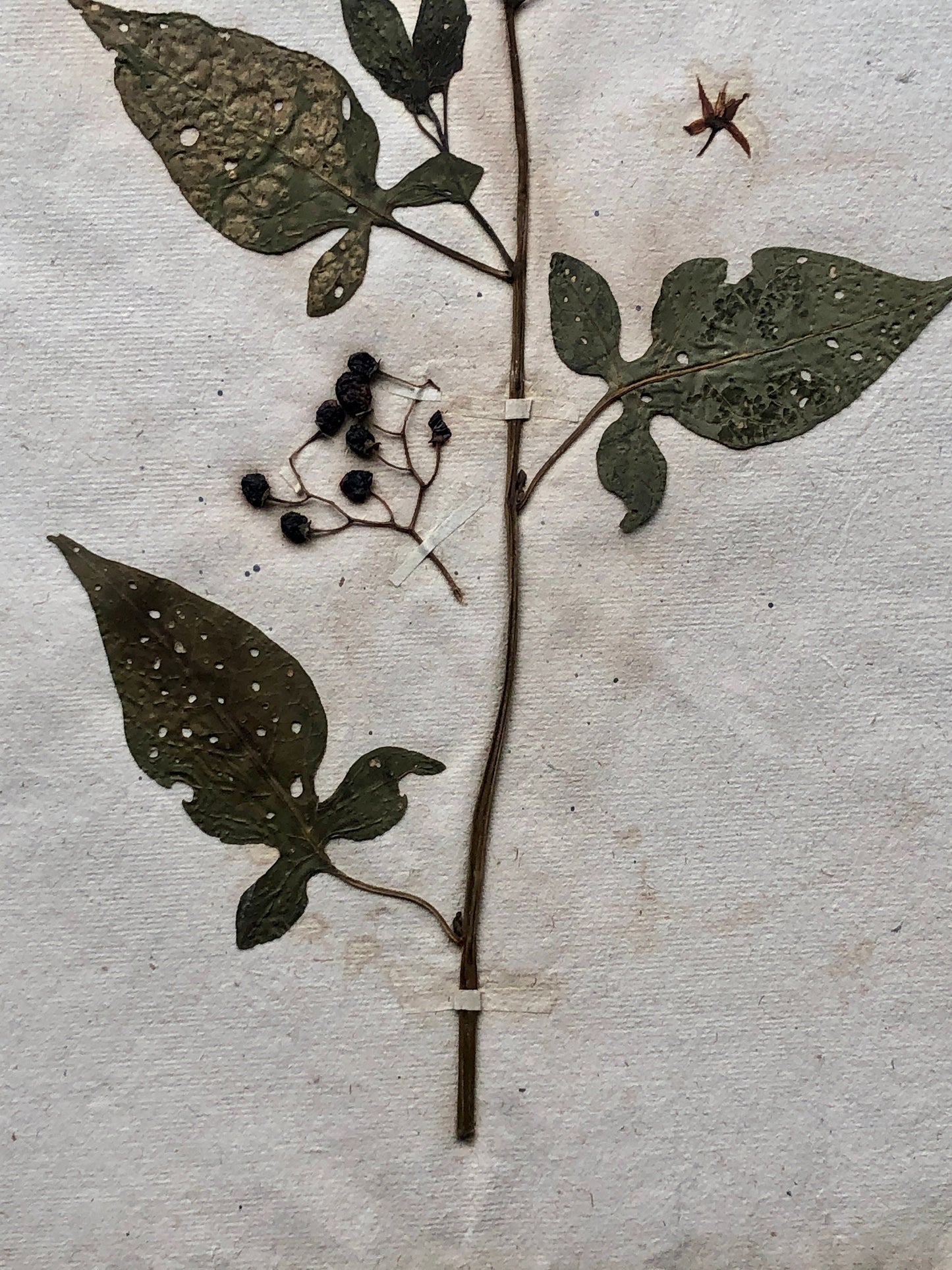 Bittersweet. Pressed Flowers. A Genuine Antique French Herbier. With Beautiful Script. Late 19th Century. Size: 40.4 x 24.2 cms.