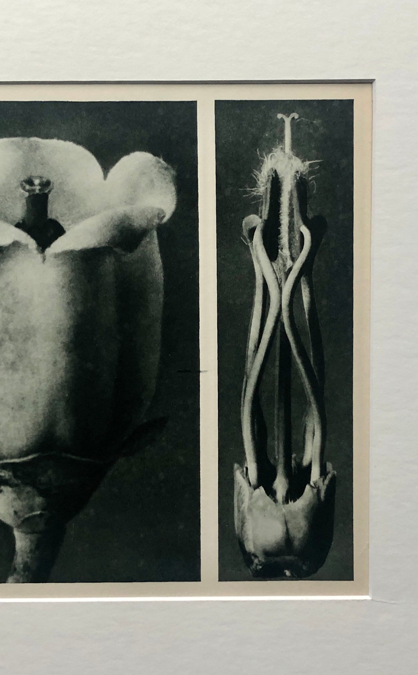 An Original Photogravure by Karl Blossfeldt. No 109. 1930’s. Size with mount: 39.7 x 50 cms.