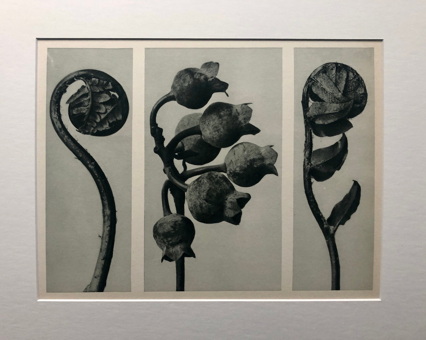 An Original Photogravure by Karl Blossfeldt. No 33. 1930’s. Size with mount: 39.7 x 50 cms.