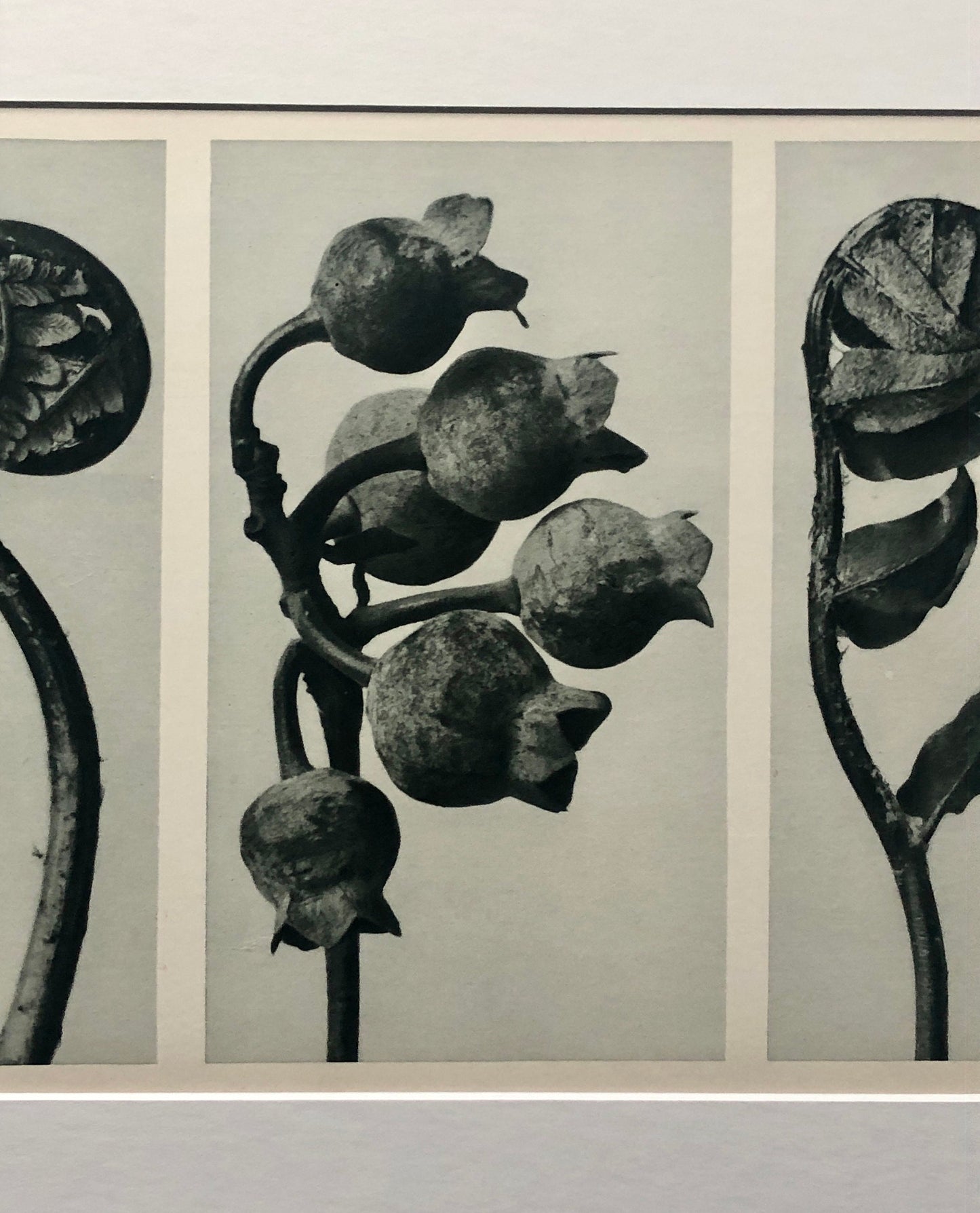 An Original Photogravure by Karl Blossfeldt. No 33. 1930’s. Size with mount: 39.7 x 50 cms.