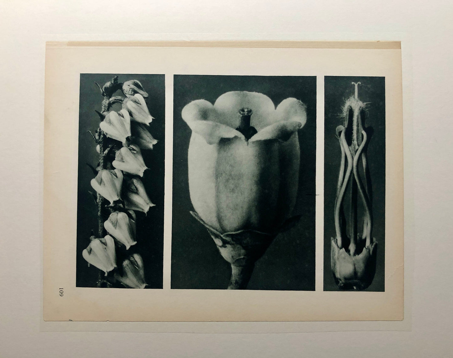 An Original Photogravure by Karl Blossfeldt. No 109. 1930’s. Size with mount: 39.7 x 50 cms.
