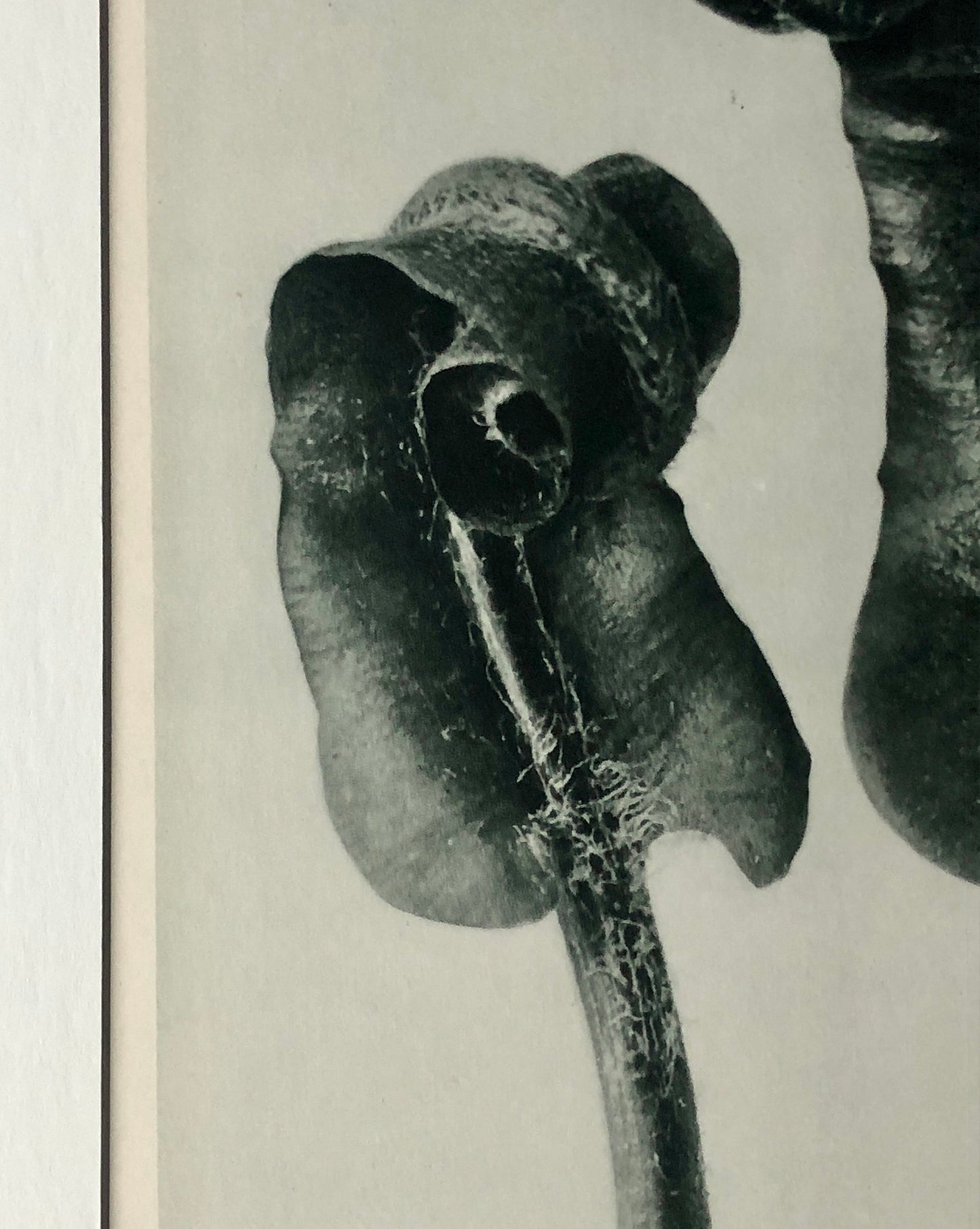 An Original Photogravure by Karl Blossfeldt. Scolopendrium vulgare. Hart’s-tongue-Fern. 1930’s. Size with mount: 50 x 39.7 cms.
