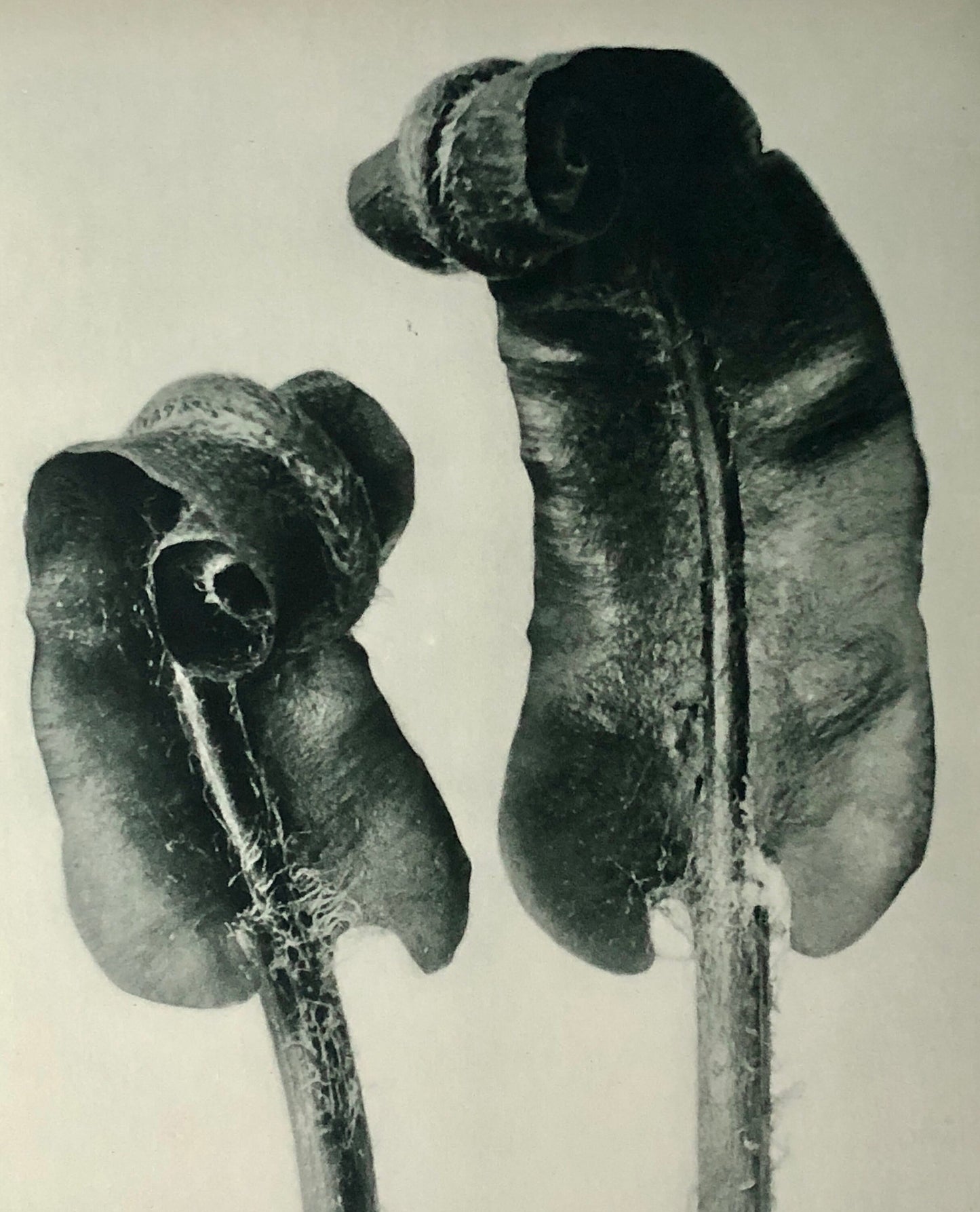 An Original Photogravure by Karl Blossfeldt. Scolopendrium vulgare. Hart’s-tongue-Fern. 1930’s. Size with mount: 50 x 39.7 cms.