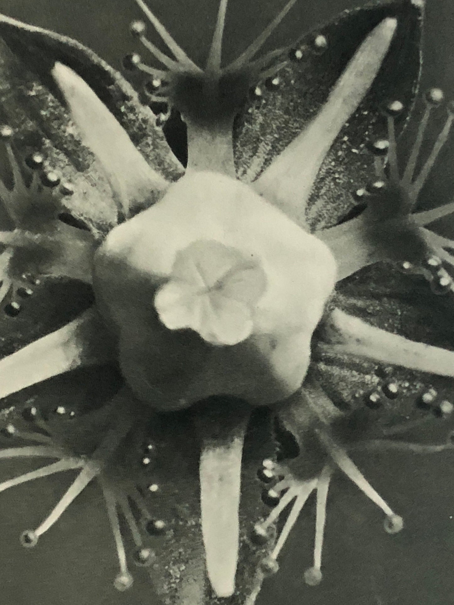 An Original Photograveure by Karl Blossfeldt. Parnassia palustris. Common Grass-of-Parnassian. 1930’s. Size with mount: 50 x 39.7 cms.