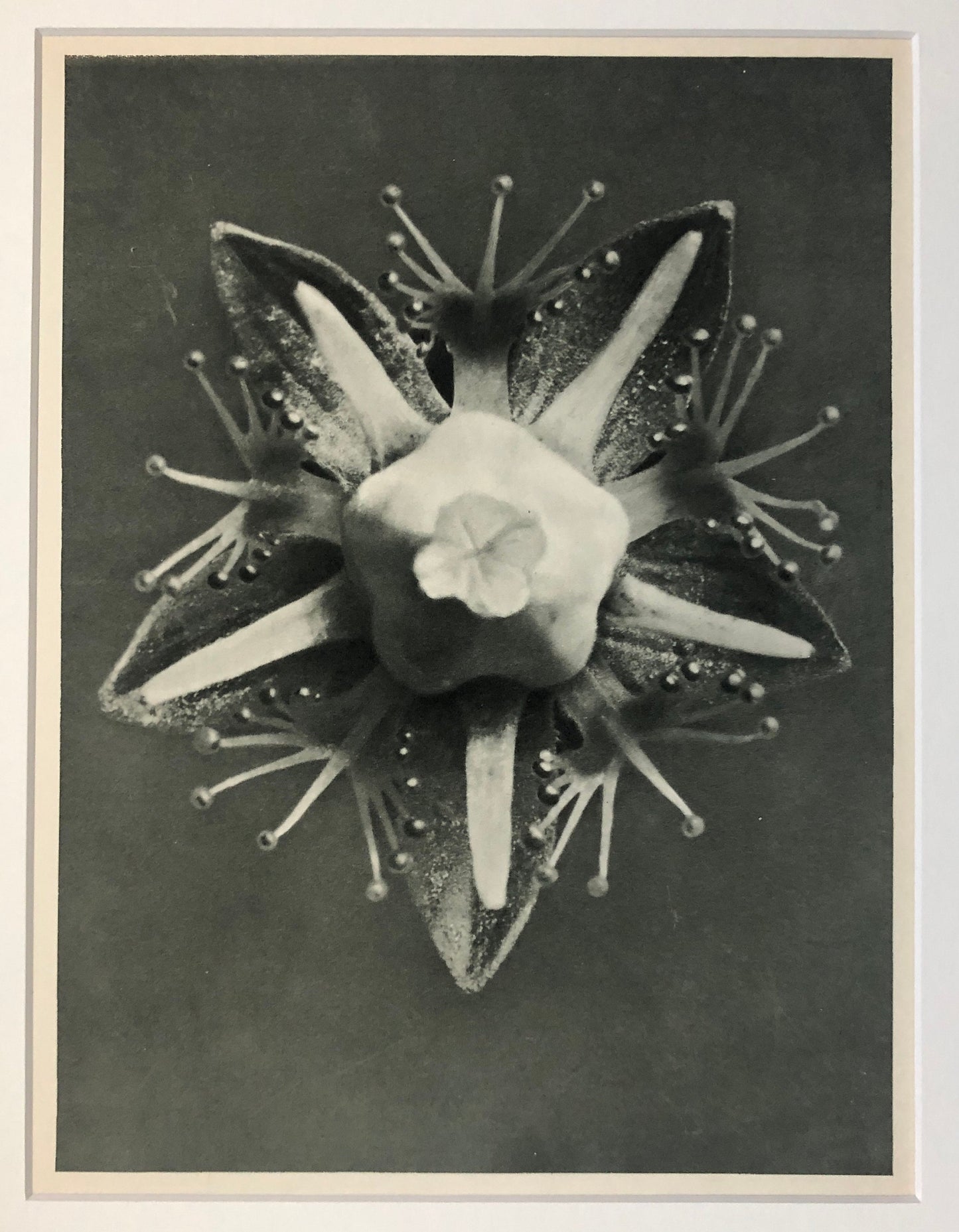 An Original Photograveure by Karl Blossfeldt. Parnassia palustris. Common Grass-of-Parnassian. 1930’s. Size with mount: 50 x 39.7 cms.