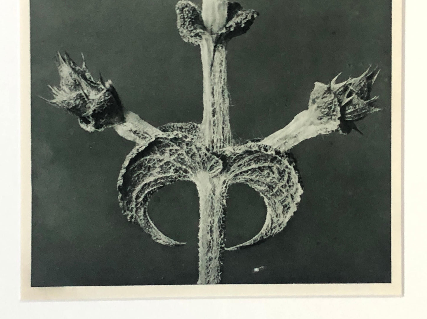 An Original Photogravure by Karl Blossfeldt. Salvia aethiopis. Abyssinian Sage. 1930’s. Size with mount: 50 x 39.7 cms.