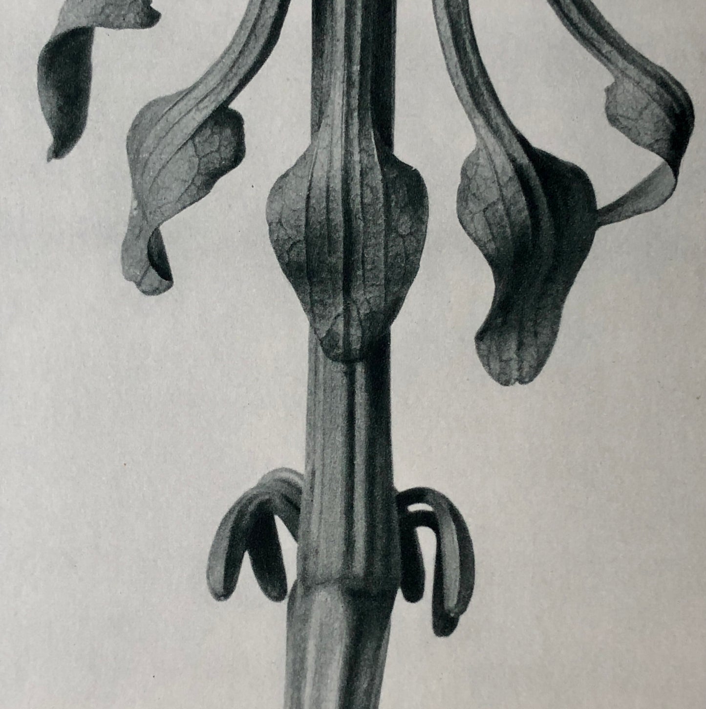 An Original Photogravure by Karl Blossfeldt. Aristolochia Clematitis. Upright Birthwort. 1930’s. Size with mount: 50 x 39.7 cms.