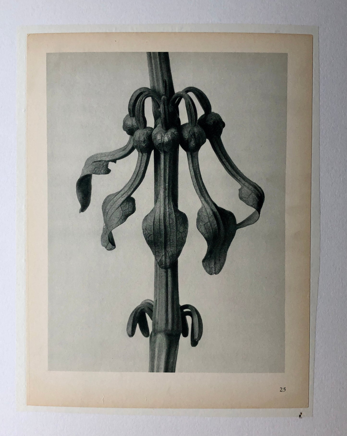 An Original Photogravure by Karl Blossfeldt. Aristolochia Clematitis. Upright Birthwort. 1930’s. Size with mount: 50 x 39.7 cms.