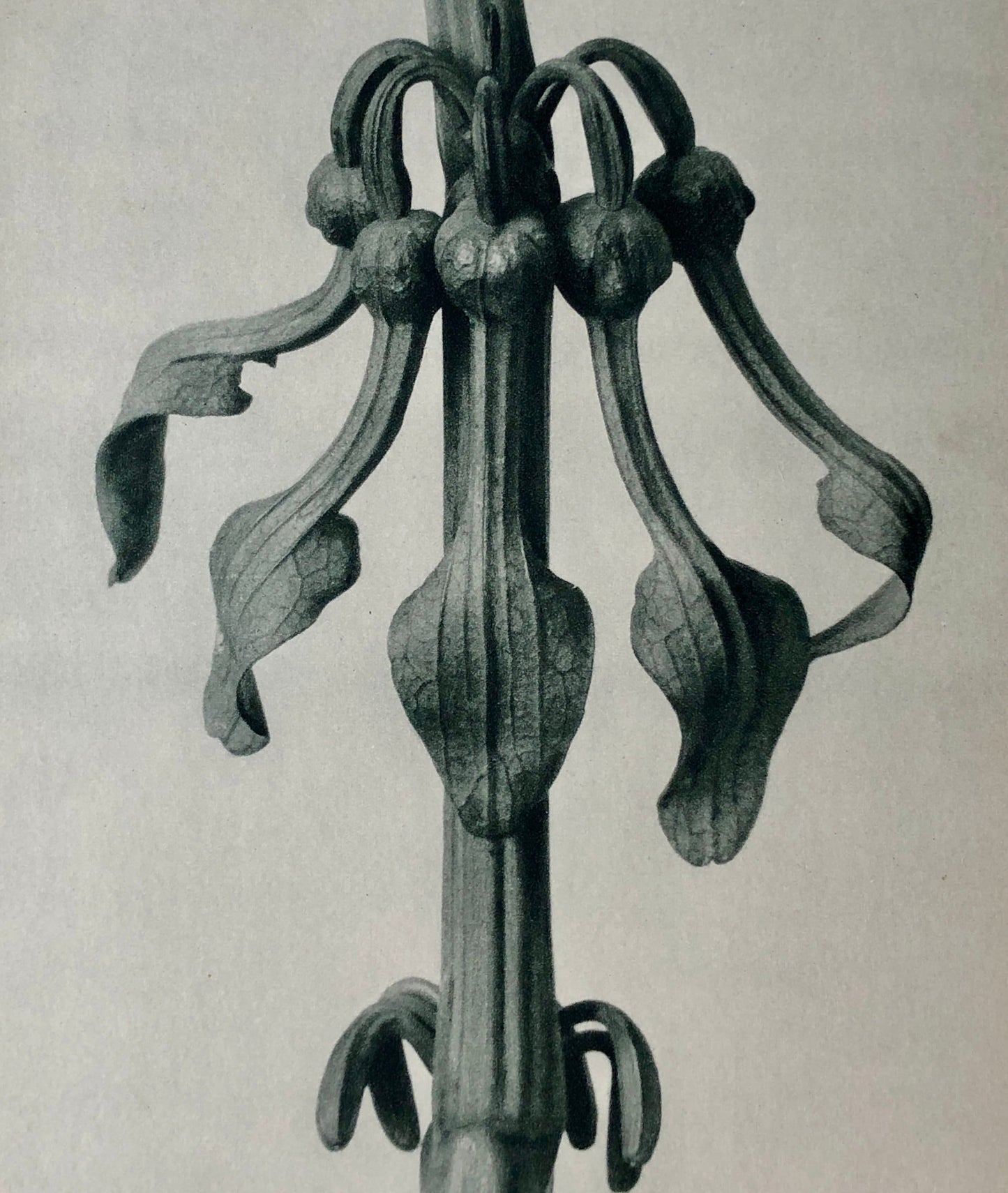 An Original Photogravure by Karl Blossfeldt. Aristolochia Clematitis. Upright Birthwort. 1930’s. Size with mount: 50 x 39.7 cms.