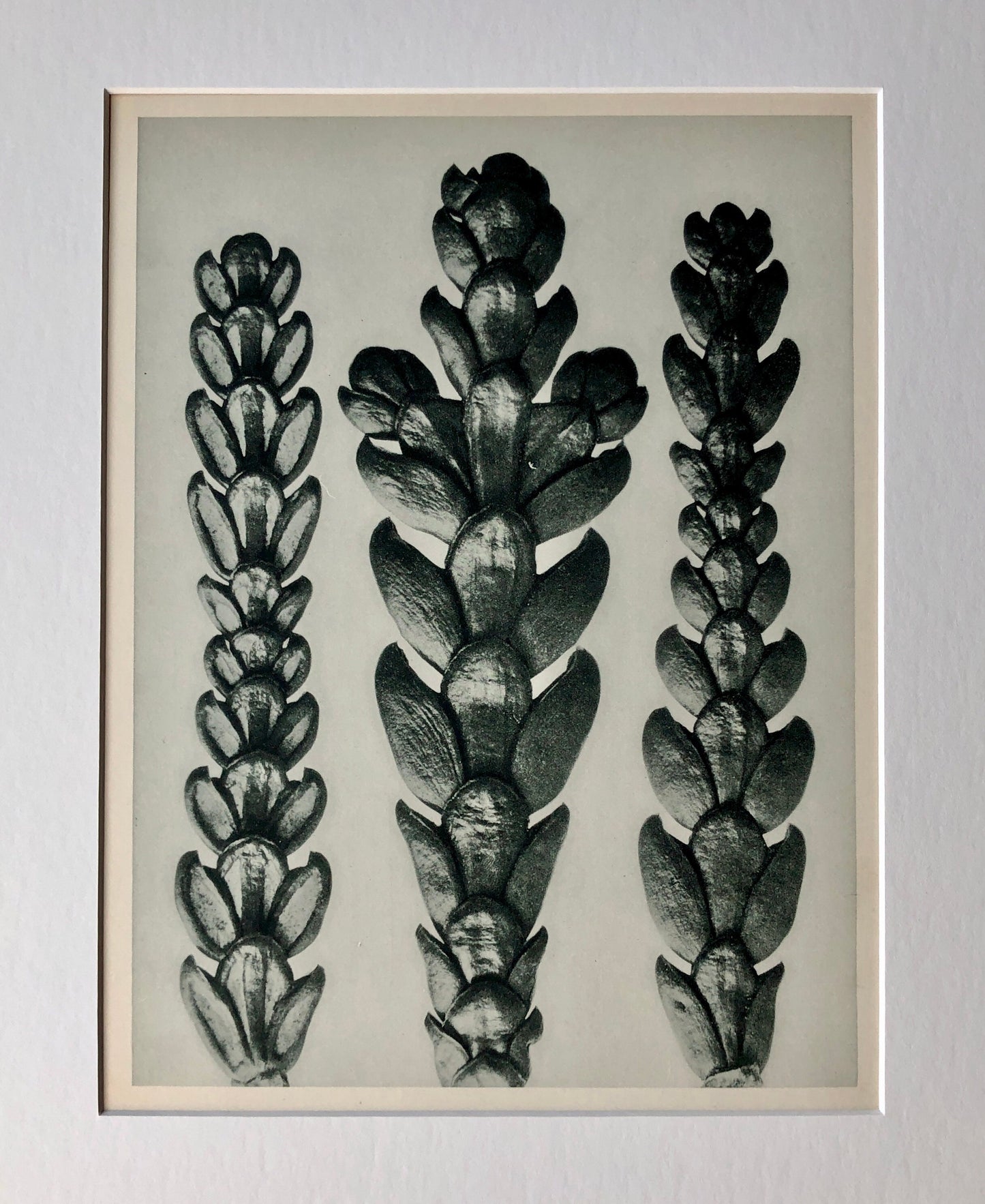 An Original Photogravure by Karl Blossfeldt. Thujopsis dolabrata. False Arbor Vitae. 1930’s. Size with mount: 50 x 39.7 cms.