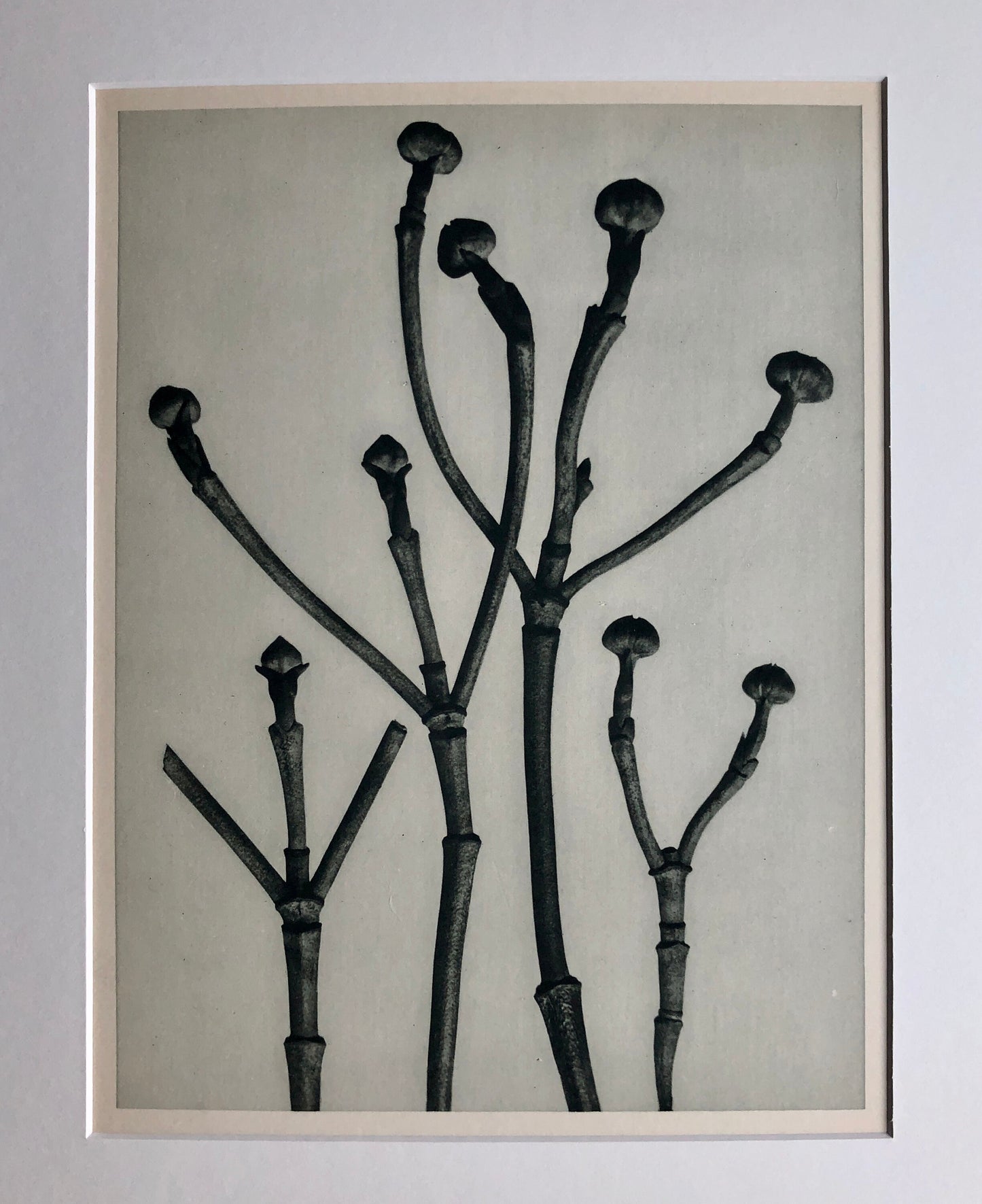 An Original Photogravure by Karl Blossfeldt. Cornus Florida. Flowering Dogwood. 1930’s. Size with mount: 50 x 39.7 cms.