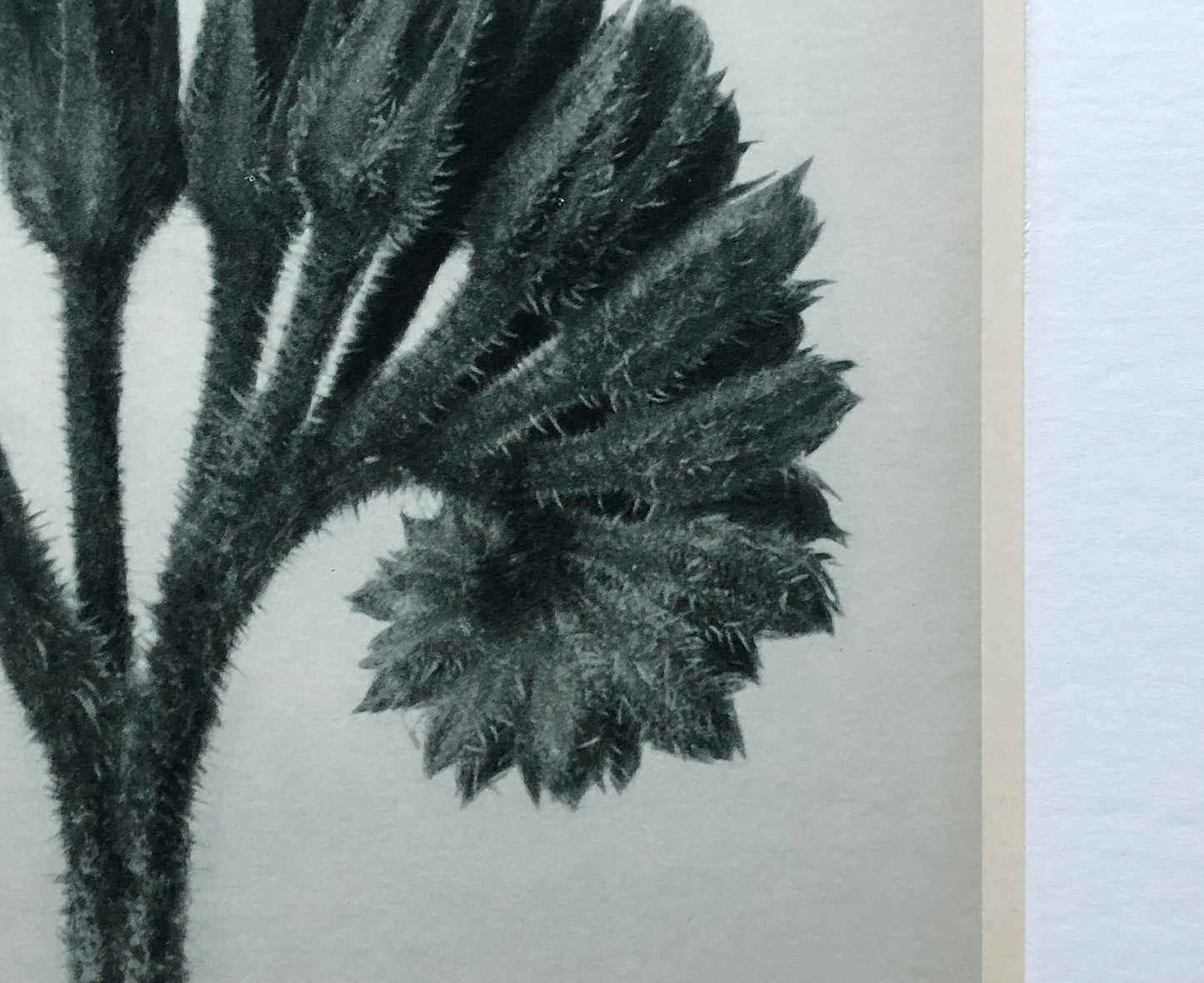An Original Photogravure by Karl Blossfeldt. Symphytum officials. Common Comfrey. 1930’s. Size with mount: 50 x 39.7 cms.