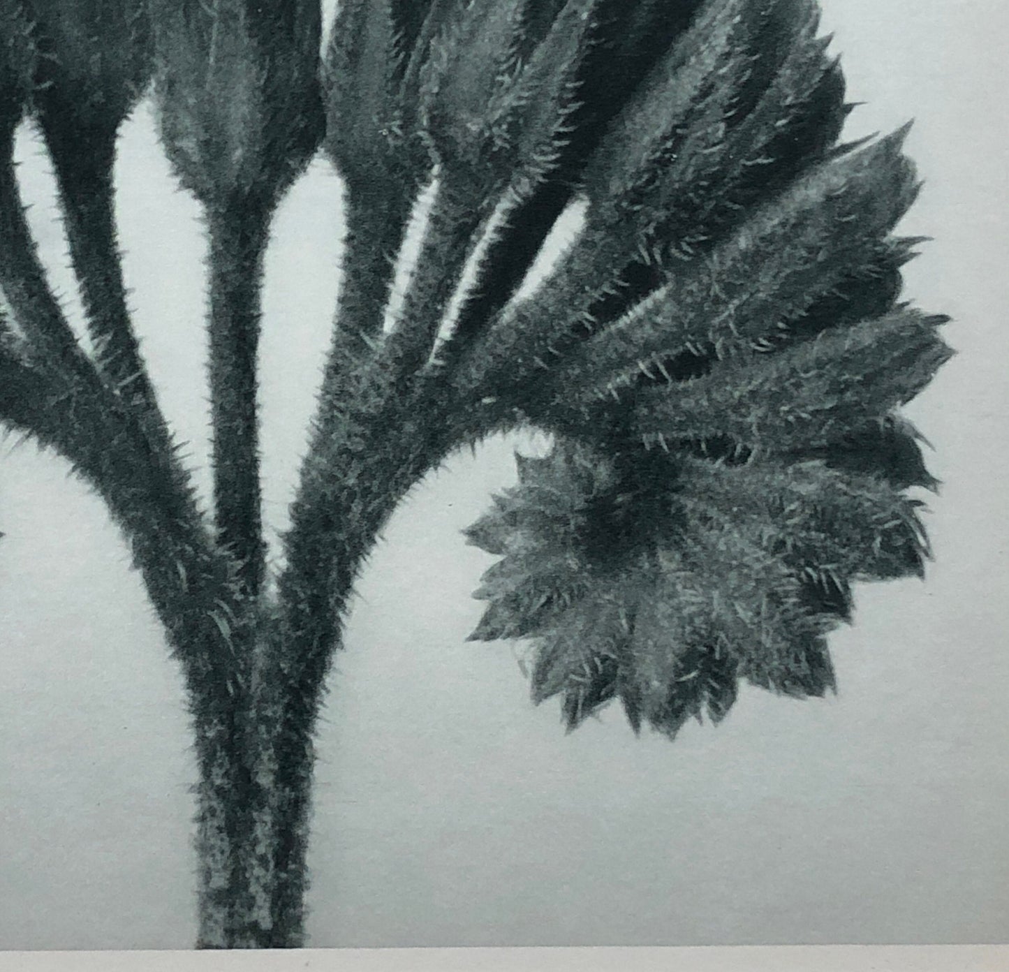 An Original Photogravure by Karl Blossfeldt. Symphytum officials. Common Comfrey. 1930’s. Size with mount: 50 x 39.7 cms.