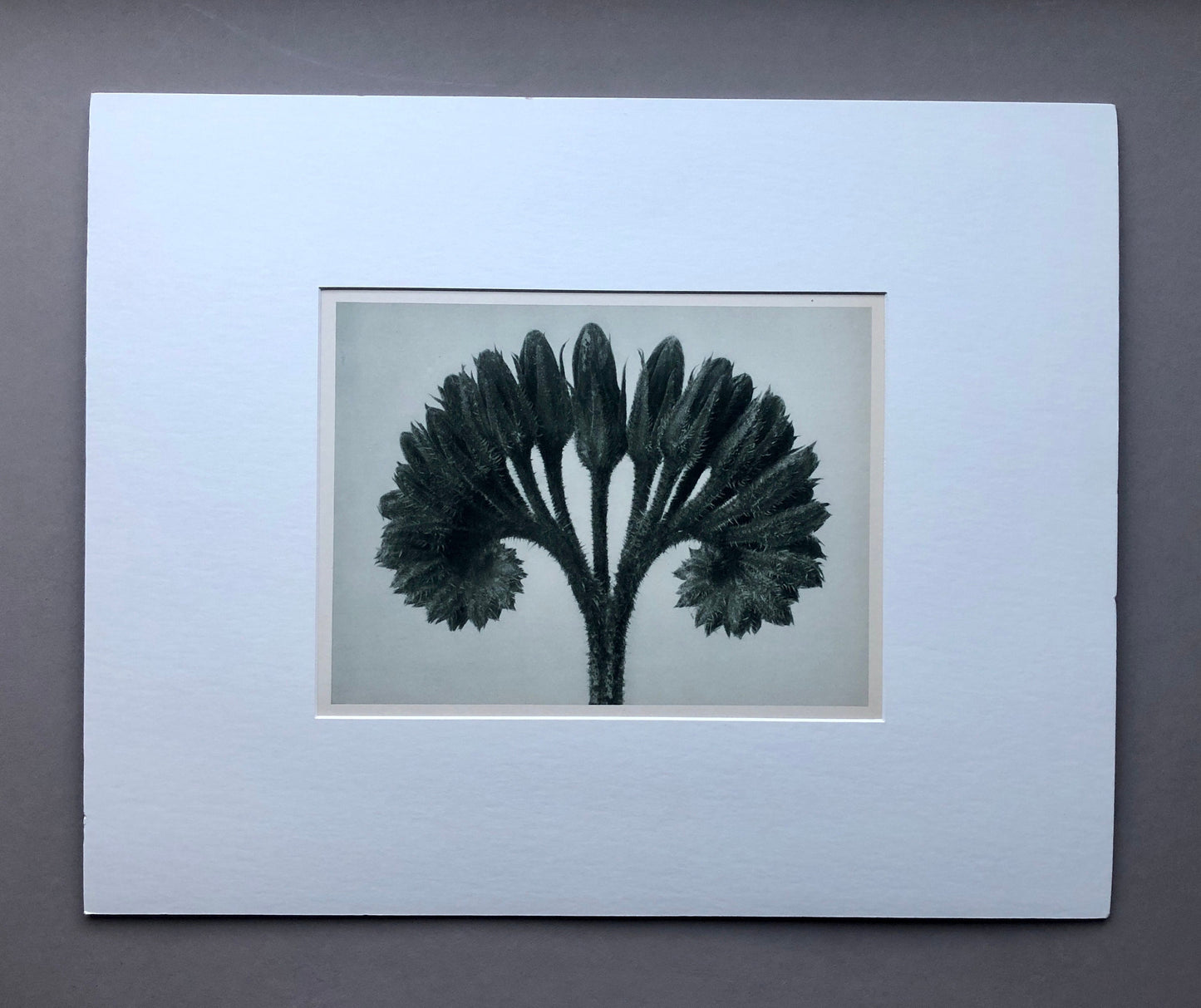 An Original Photogravure by Karl Blossfeldt. Symphytum officials. Common Comfrey. 1930’s. Size with mount: 50 x 39.7 cms.