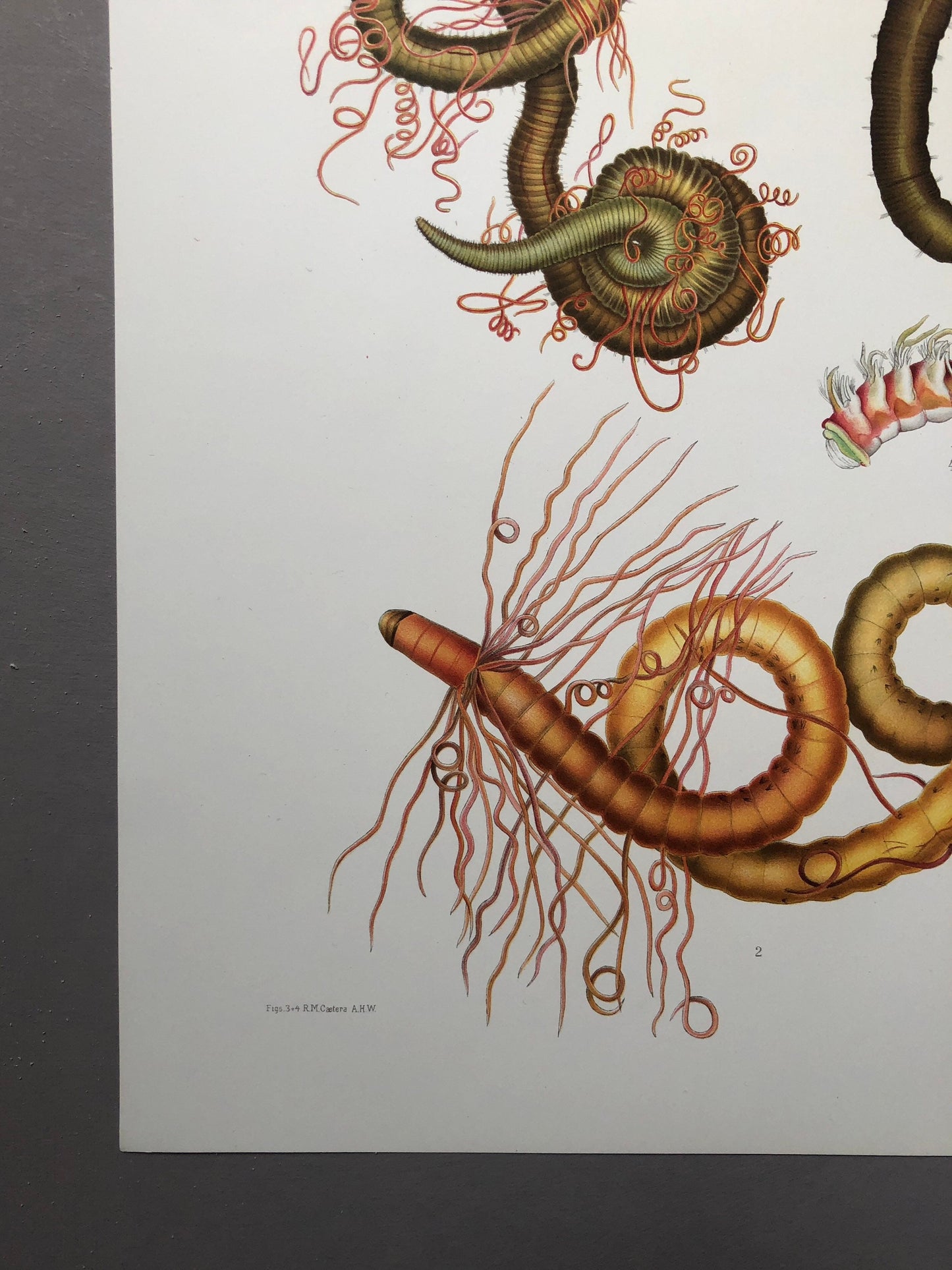 Polychaetes. Sea Worms. From A Monograph of British Marine Annelids. William Carmichael MacIntosh. Dated 1908. Size: 37.5 x 28 cms.
