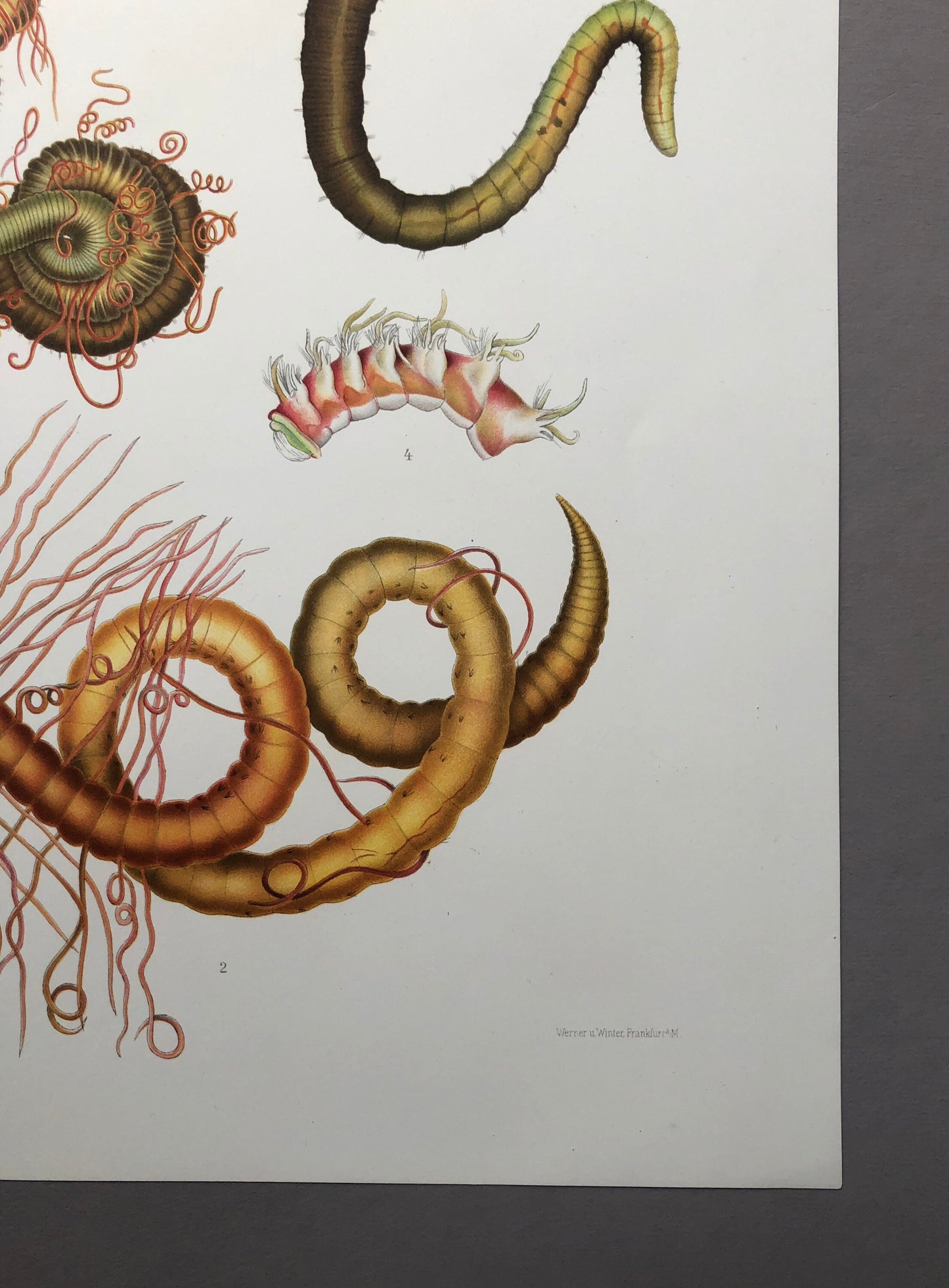 Polychaetes. Sea Worms. From A Monograph of British Marine Annelids. William Carmichael MacIntosh. Dated 1908. Size: 37.5 x 28 cms.