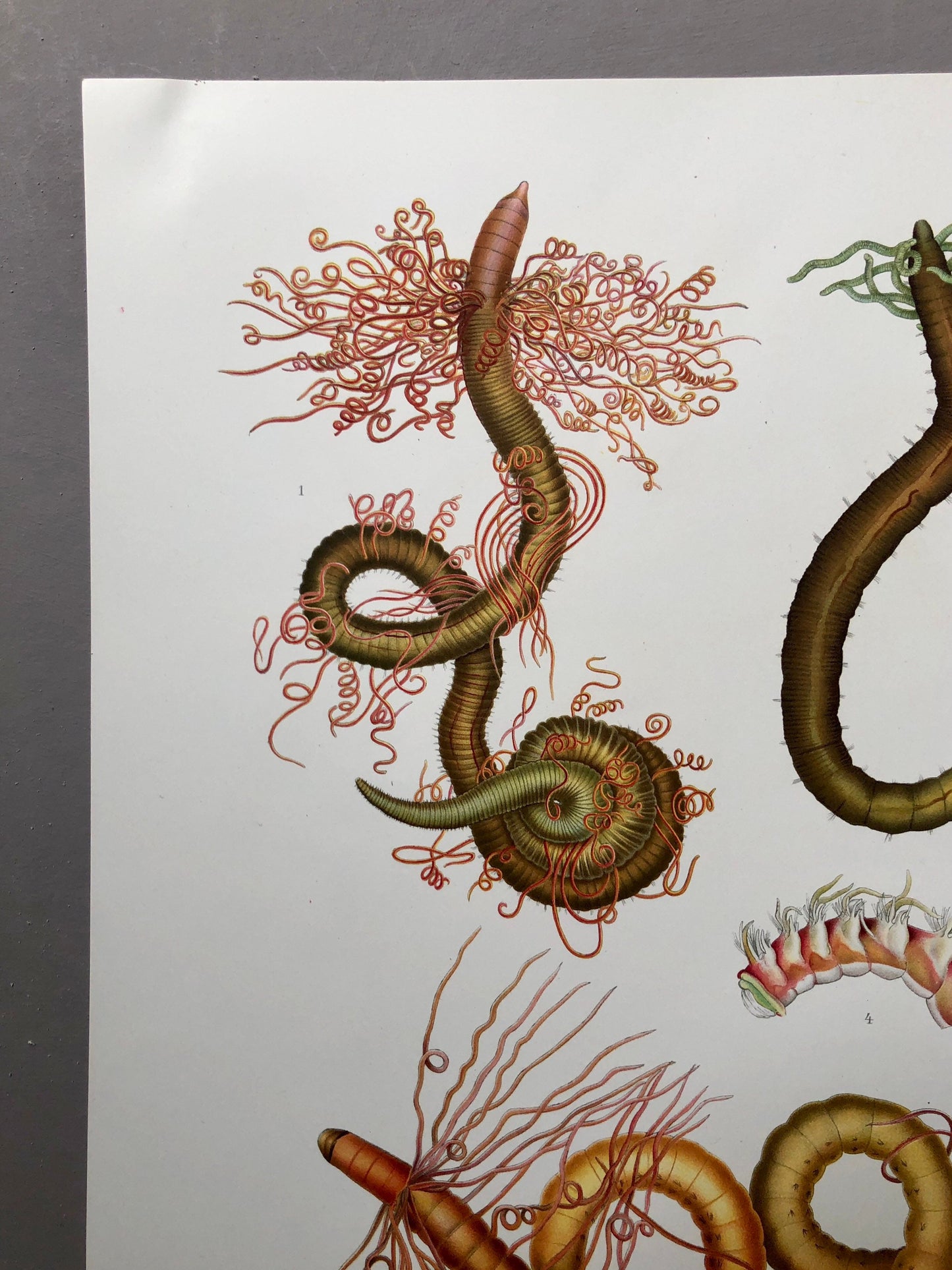 Polychaetes. Sea Worms. From A Monograph of British Marine Annelids. William Carmichael MacIntosh. Dated 1908. Size: 37.5 x 28 cms.