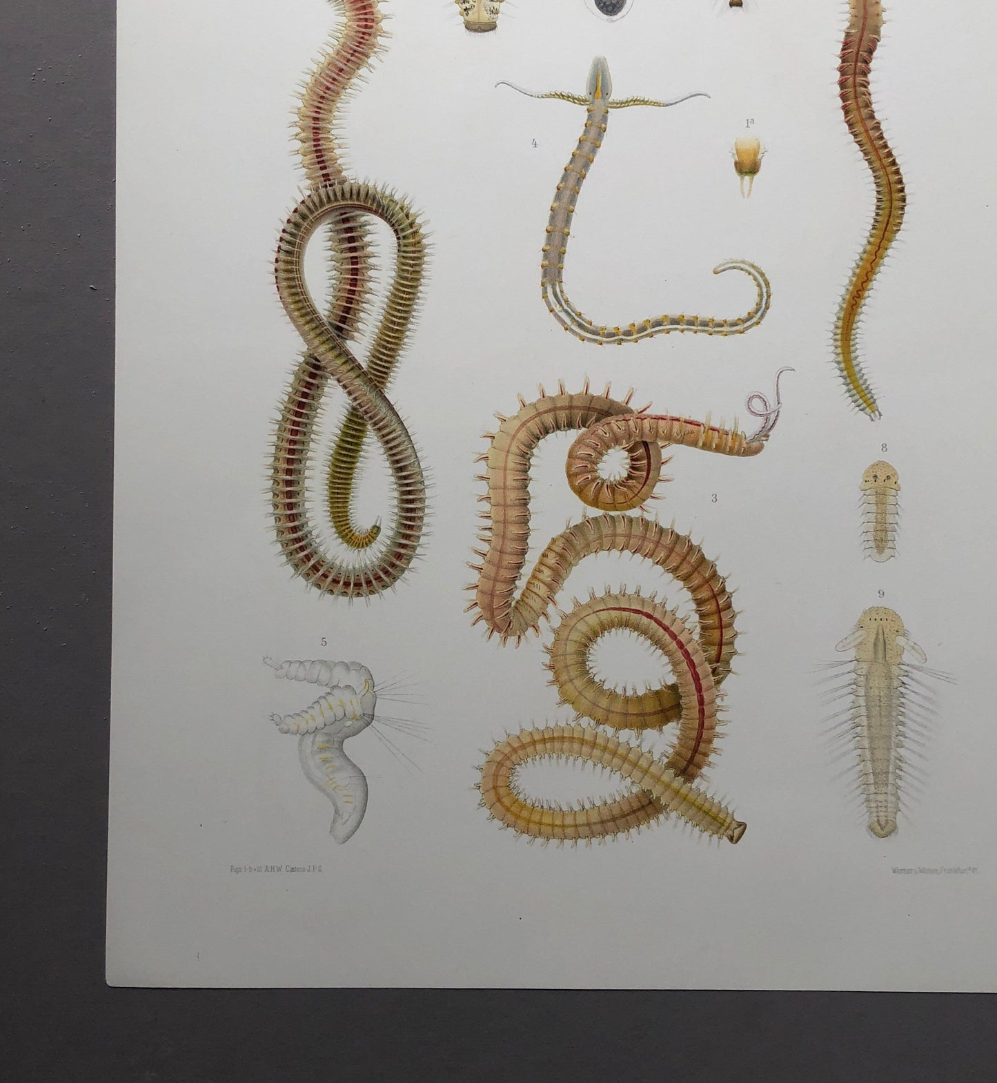 Polychaetes. Sea Worms. From A Monograph of British Marine Annelids. William Carmichael MacIntosh. Dated 1908. Size: 37.5 x 28 cms.