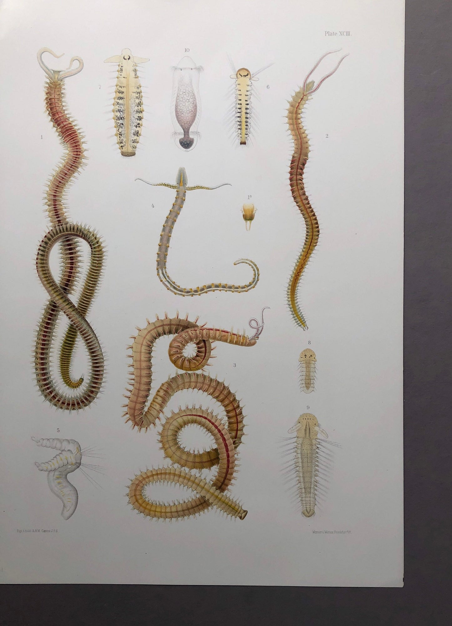 Polychaetes. Sea Worms. From A Monograph of British Marine Annelids. William Carmichael MacIntosh. Dated 1908. Size: 37.5 x 28 cms.