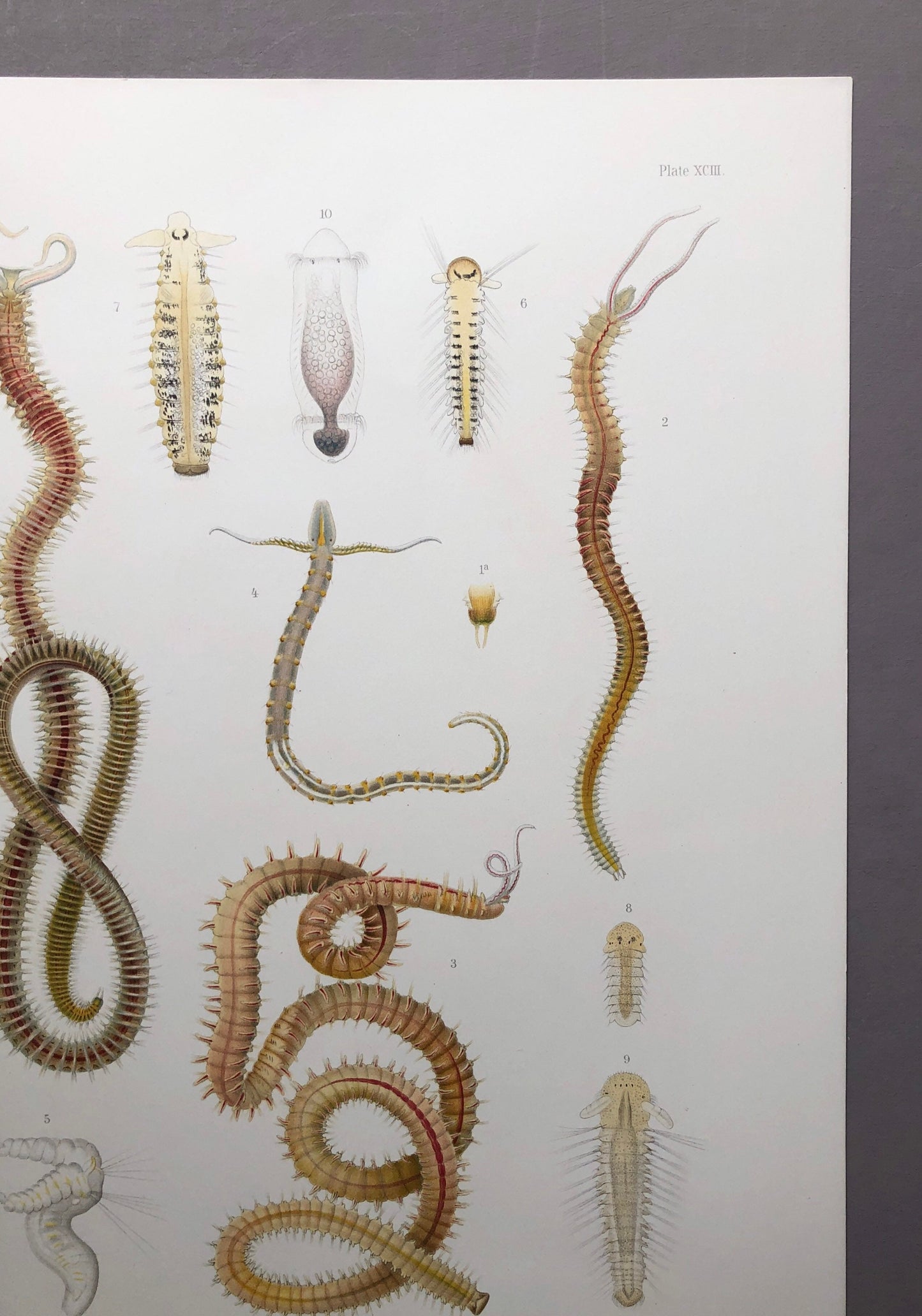 Polychaetes. Sea Worms. From A Monograph of British Marine Annelids. William Carmichael MacIntosh. Dated 1908. Size: 37.5 x 28 cms.