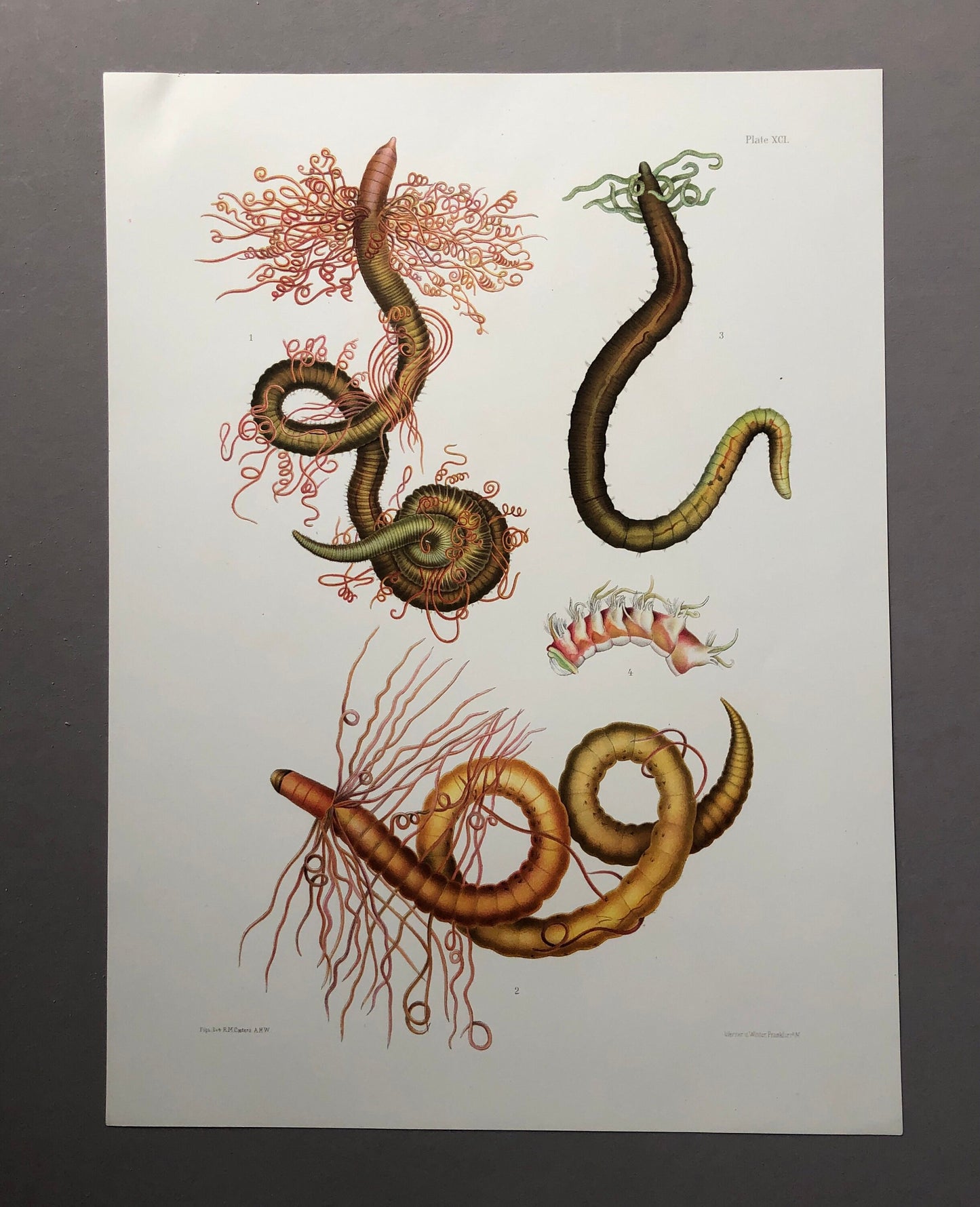 Polychaetes. Sea Worms. From A Monograph of British Marine Annelids. William Carmichael MacIntosh. Dated 1908. Size: 37.5 x 28 cms.