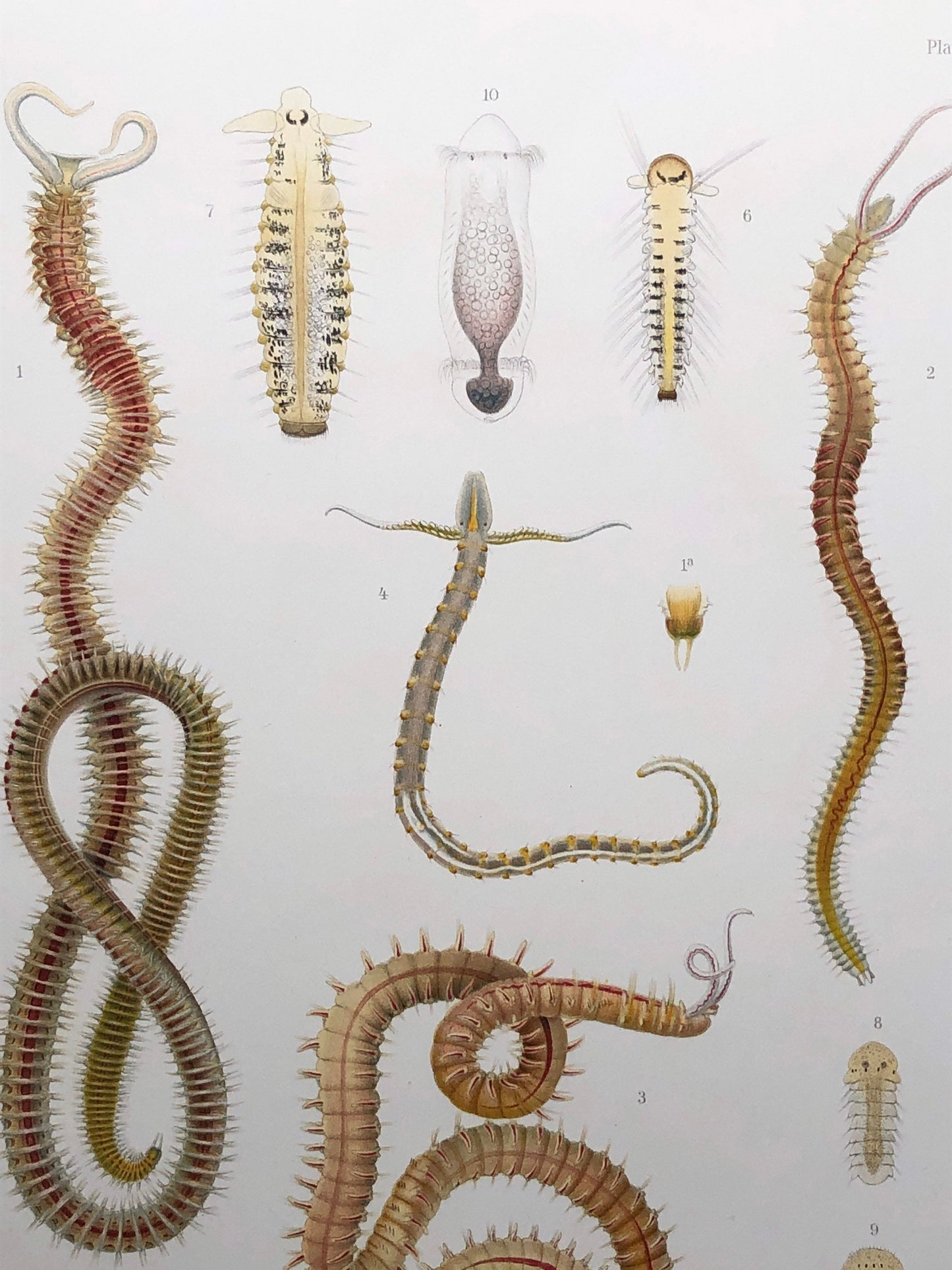 Polychaetes. Sea Worms. From A Monograph of British Marine Annelids. William Carmichael MacIntosh. Dated 1908. Size: 37.5 x 28 cms.