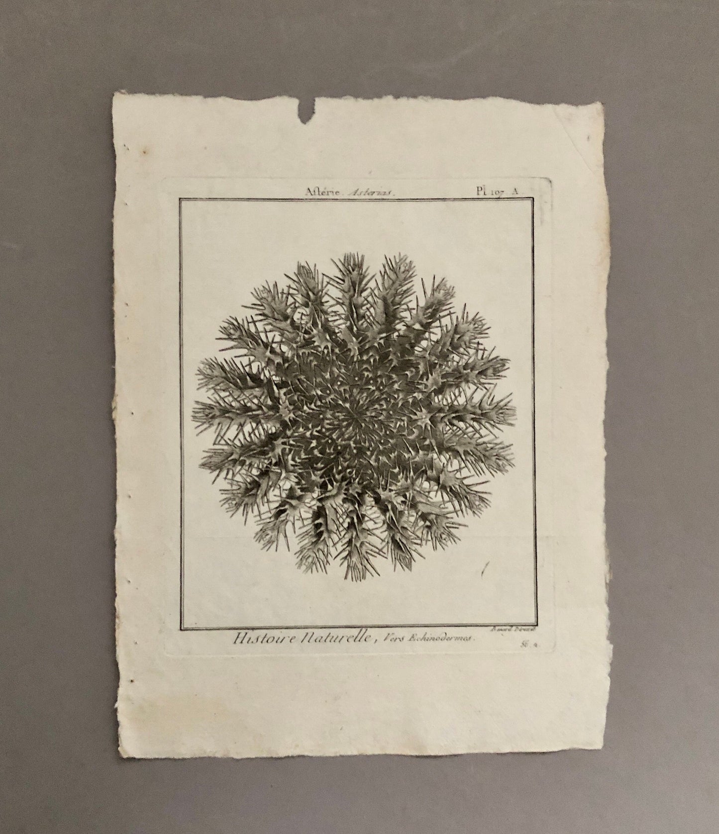 A Set of Six Original Engravings of Starfish. From The Tableau Encyclopedique . Circa 1790. Size: 31.5 x 23 cms.
