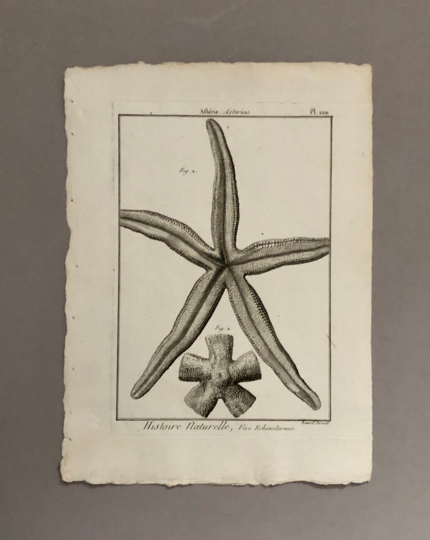 A Set of Six Original Engravings of Starfish. From The Tableau Encyclopedique . Circa 1790. Size: 31.5 x 23 cms.