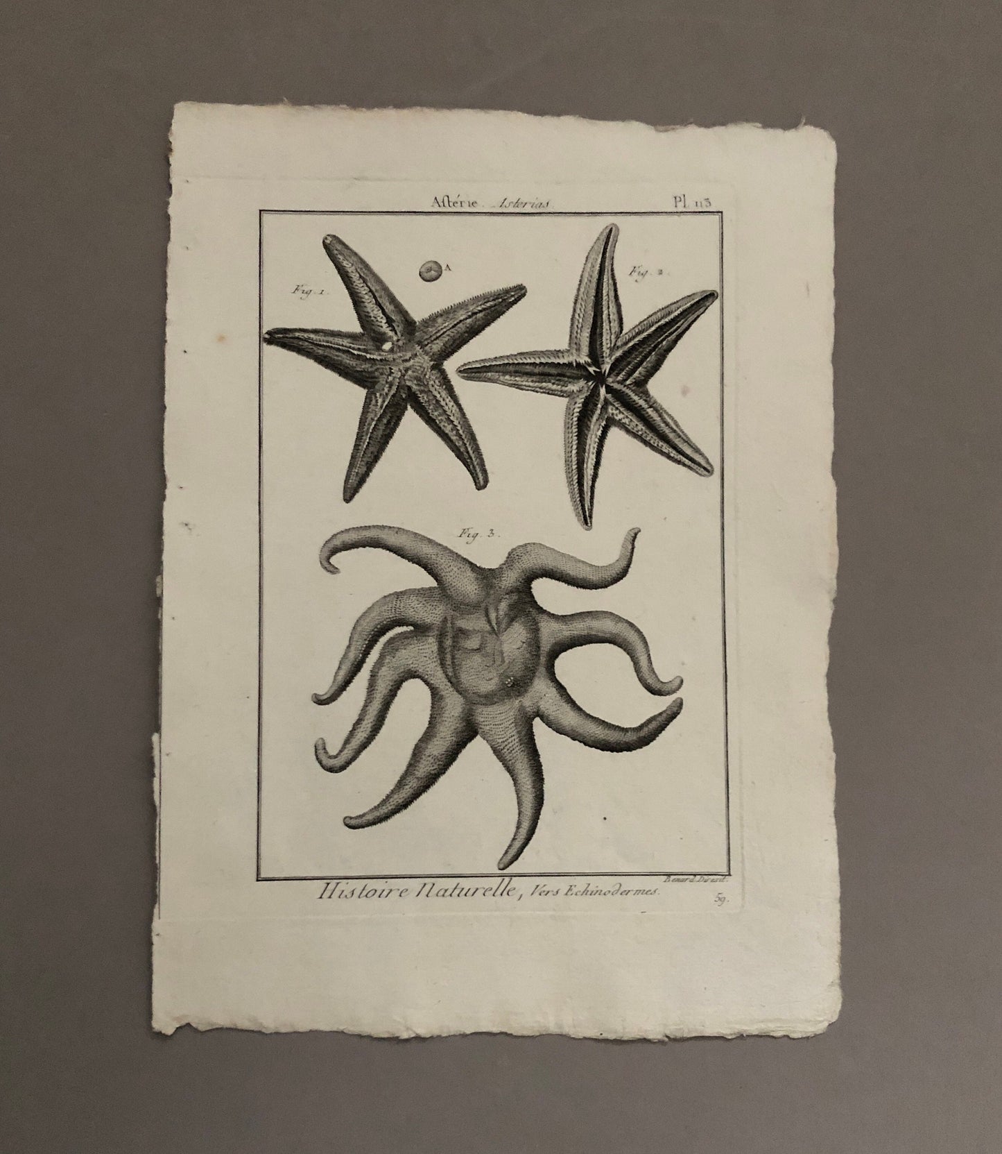 A Set of Six Original Engravings of Starfish. From The Tableau Encyclopedique . Circa 1790. Size: 31.5 x 23 cms.