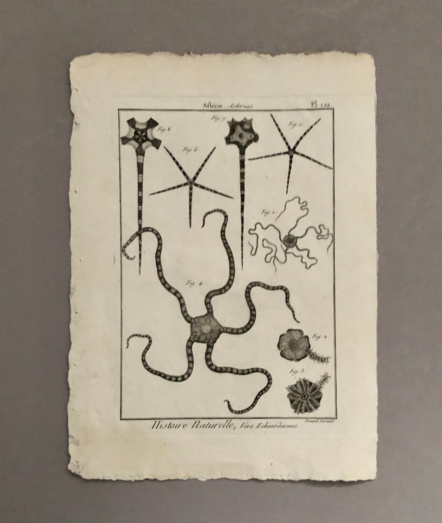 A Set of Six Original Engravings of Starfish. From The Tableau Encyclopedique . Circa 1790. Size: 31.5 x 23 cms.
