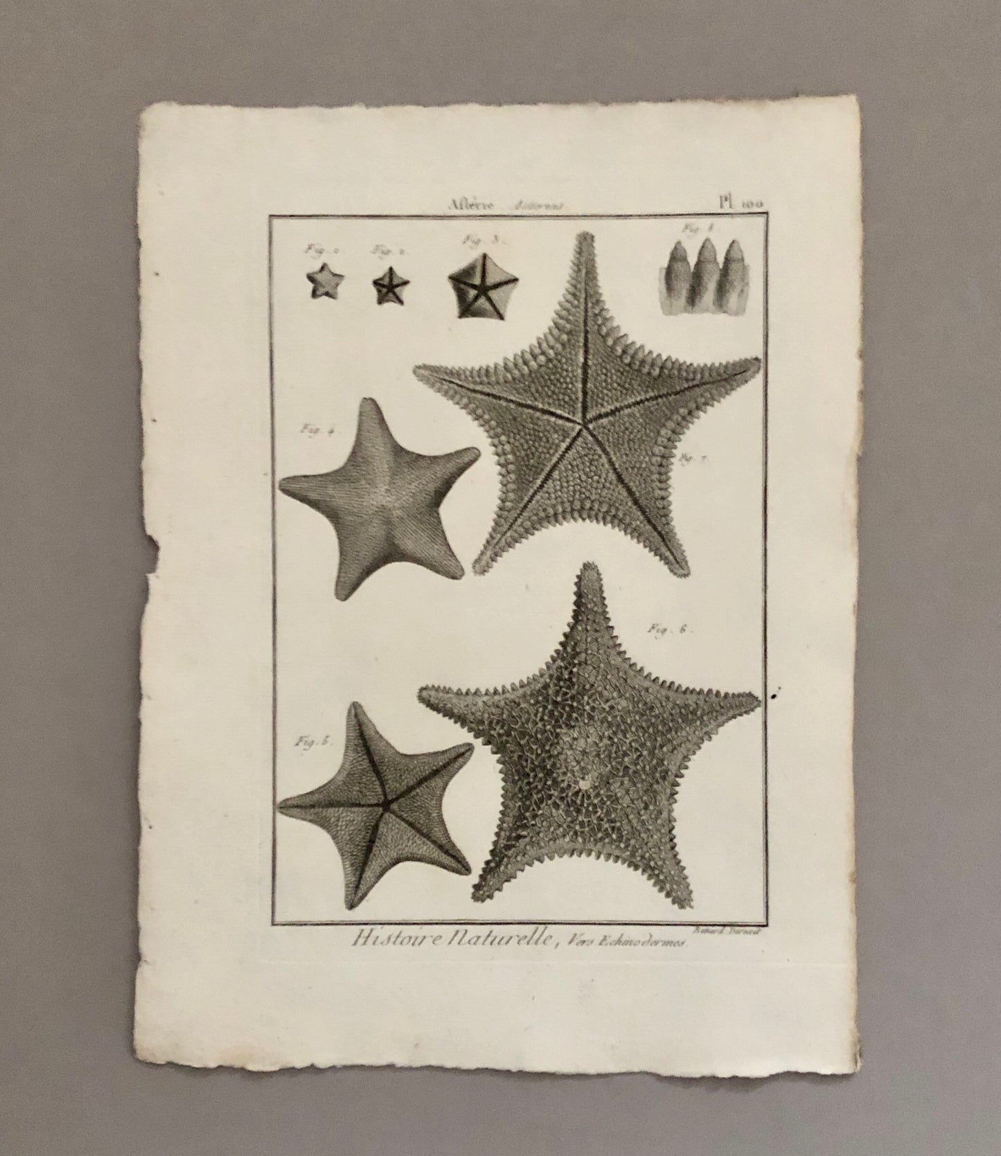 A Set of Six Original Engravings of Starfish. From The Tableau Encyclopedique . Circa 1790. Size: 31.5 x 23 cms.