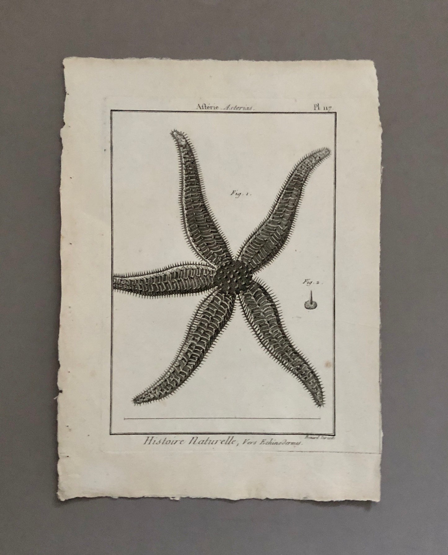 A Set of Six Original Engravings of Starfish. From The Tableau Encyclopedique . Circa 1790. Size: 31.5 x 23 cms.