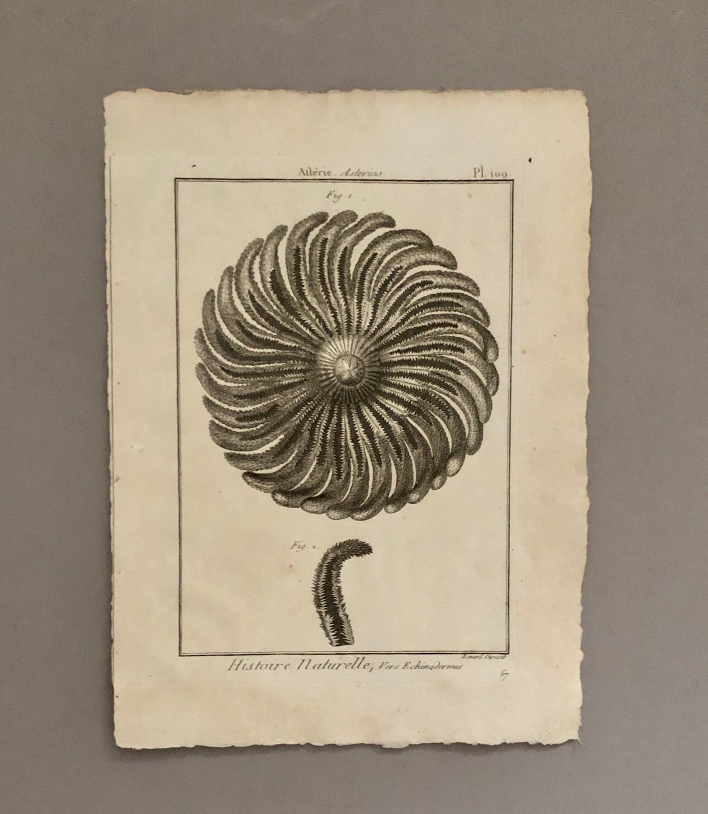 A Set of Six Original Engravings of Starfish. From The Tableau Encyclopedique . Circa 1790. Size: 31.5 x 23 cms.