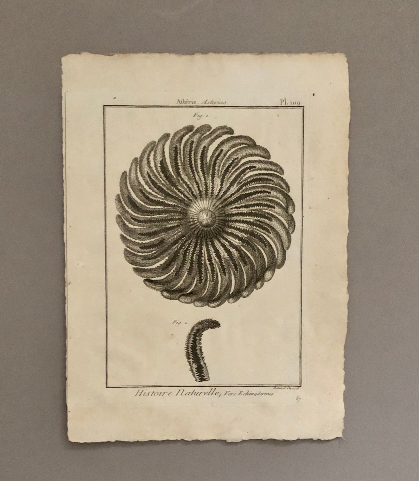 A Set of Six Original Engravings of Starfish. From The Tableau Encyclopedique . Circa 1790. Size: 31.5 x 23 cms.