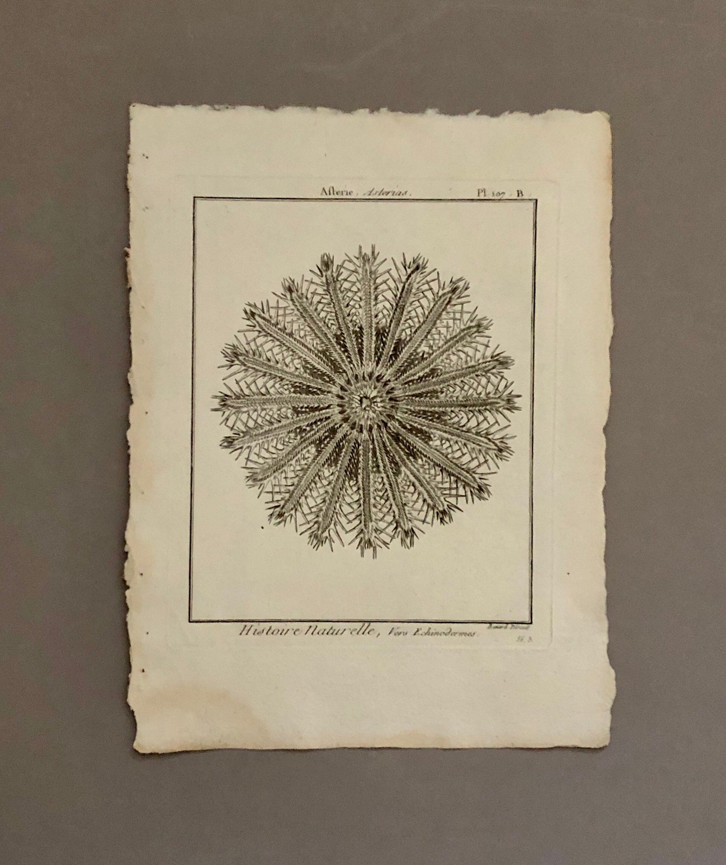 A Set of Four Original Engravings of Starfish. From The Tableau Encyclopedique . Circa 1790. Size: 31.5 x 23 cms.
