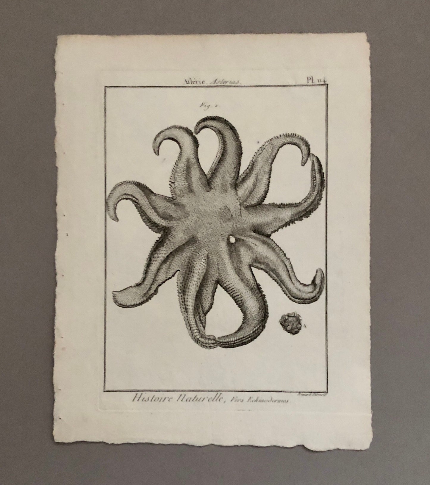 A Set of Six Original Engravings of Starfish. From The Tableau Encyclopedique . Circa 1790. Size: 31.5 x 23 cms.