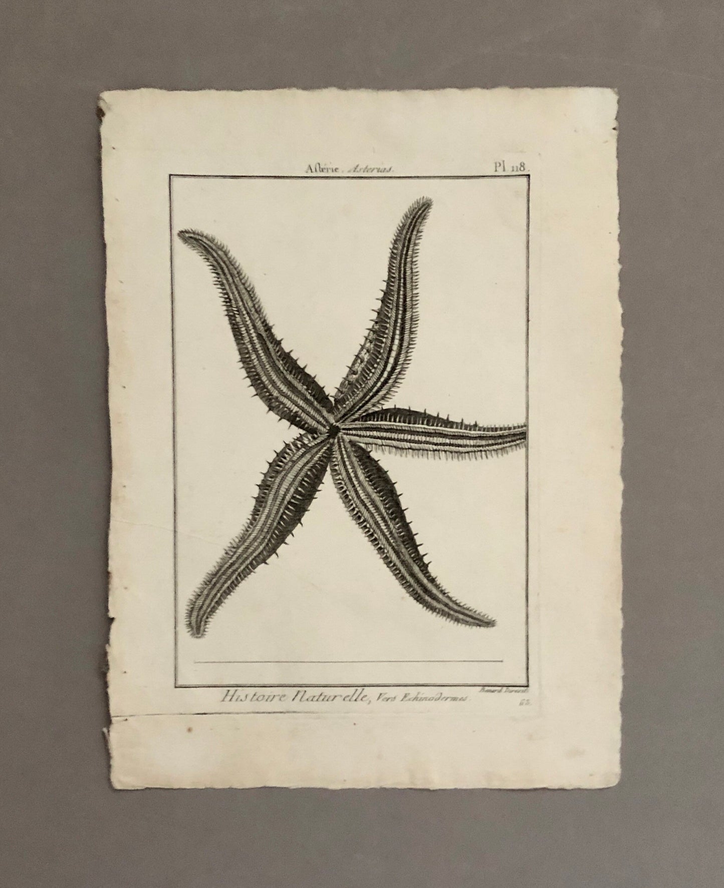 A Set of Four Original Engravings of Starfish. From The Tableau Encyclopedique . Circa 1790. Size: 31.5 x 23 cms.