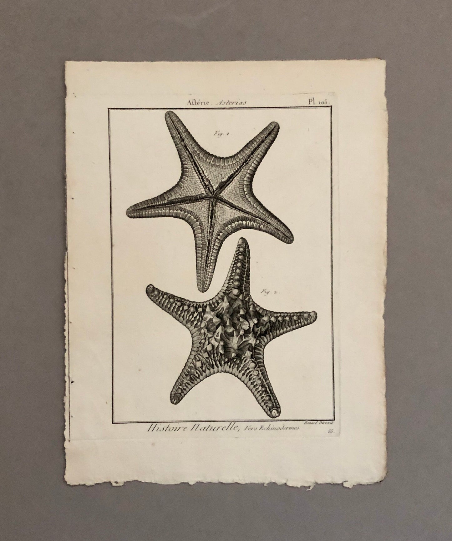 A Set of Four Original Engravings of Starfish. From The Tableau Encyclopedique . Circa 1790. Size: 31.5 x 23 cms.